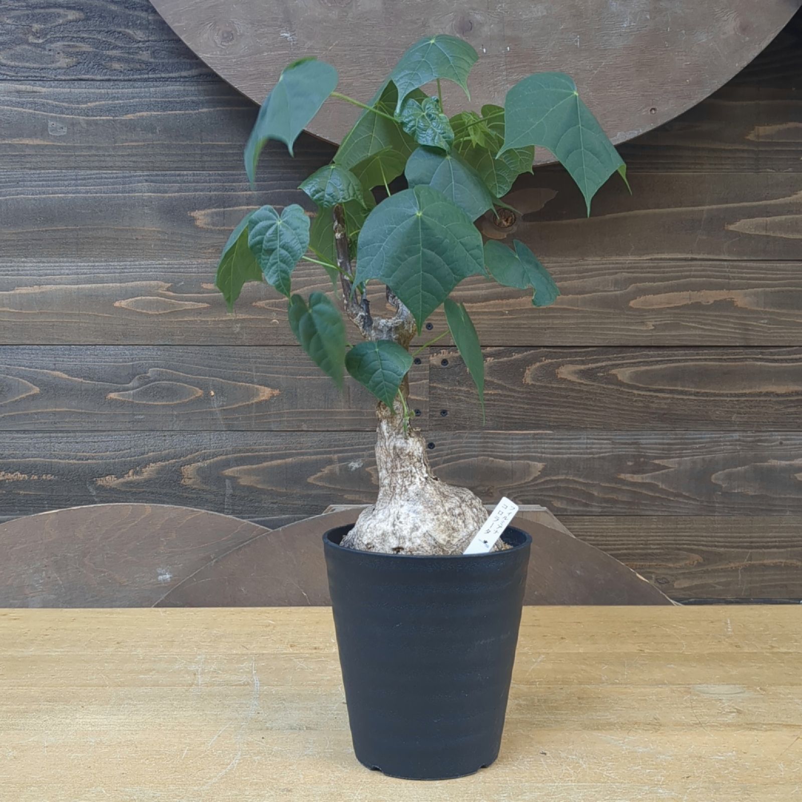 フィルミアナ コロラータ 本店 フィルミアナ コロラータ 3号鉢植え の