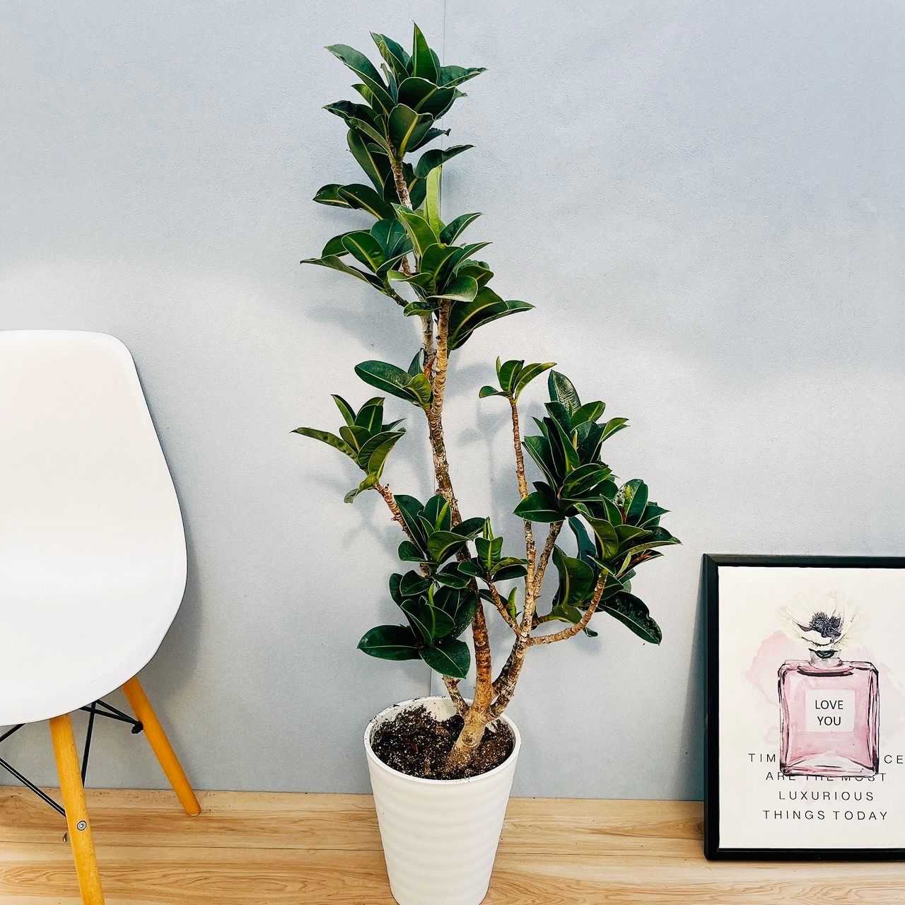 チタノタ2種セット】阿修羅 白鯨 鉢ごとメルカリ便発送 - メルカリ