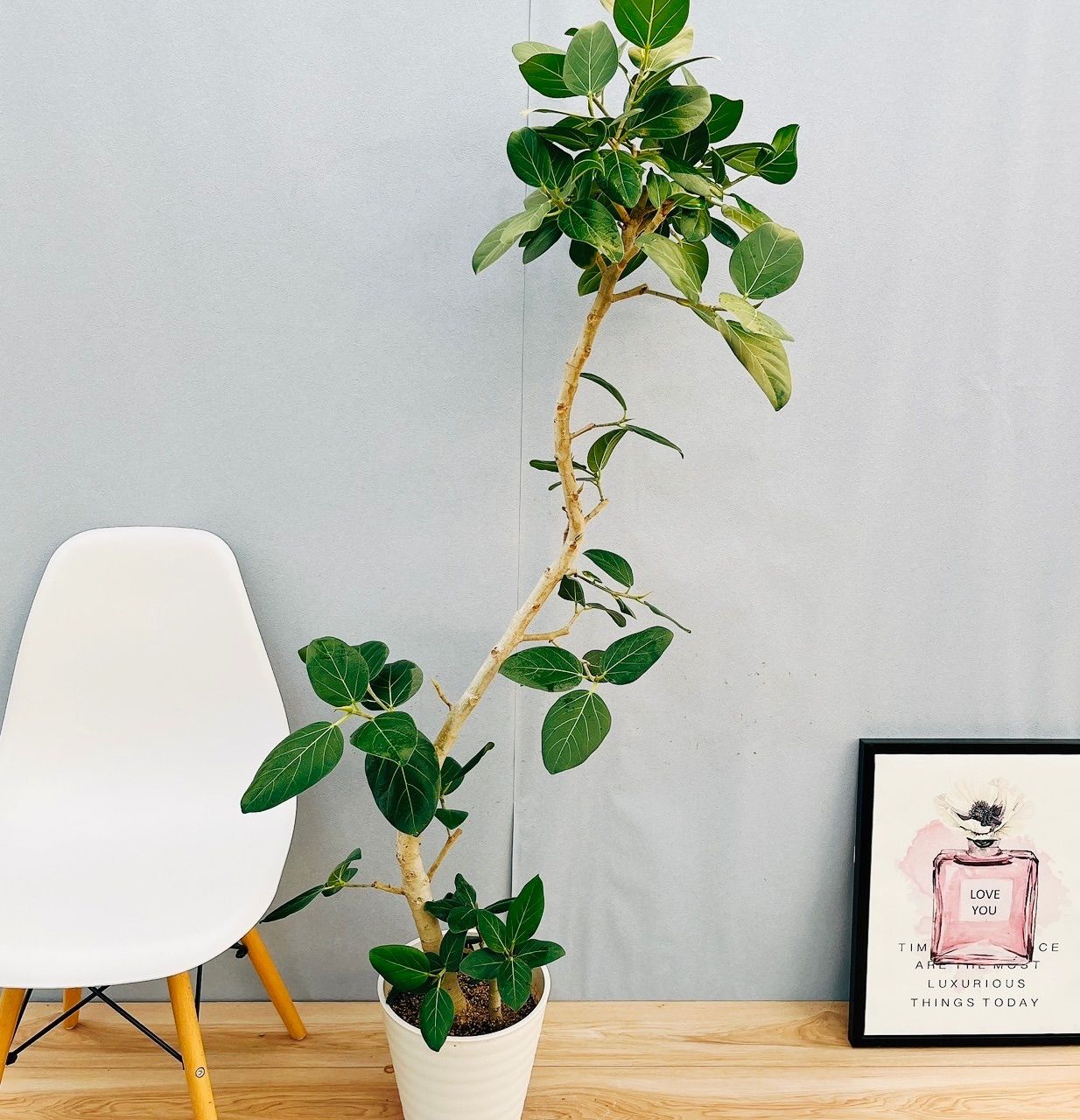 曲がりのベンガレンシス　8号　150センチ　現品 曲がりのベンガレンシス 8号 150センチ 現品