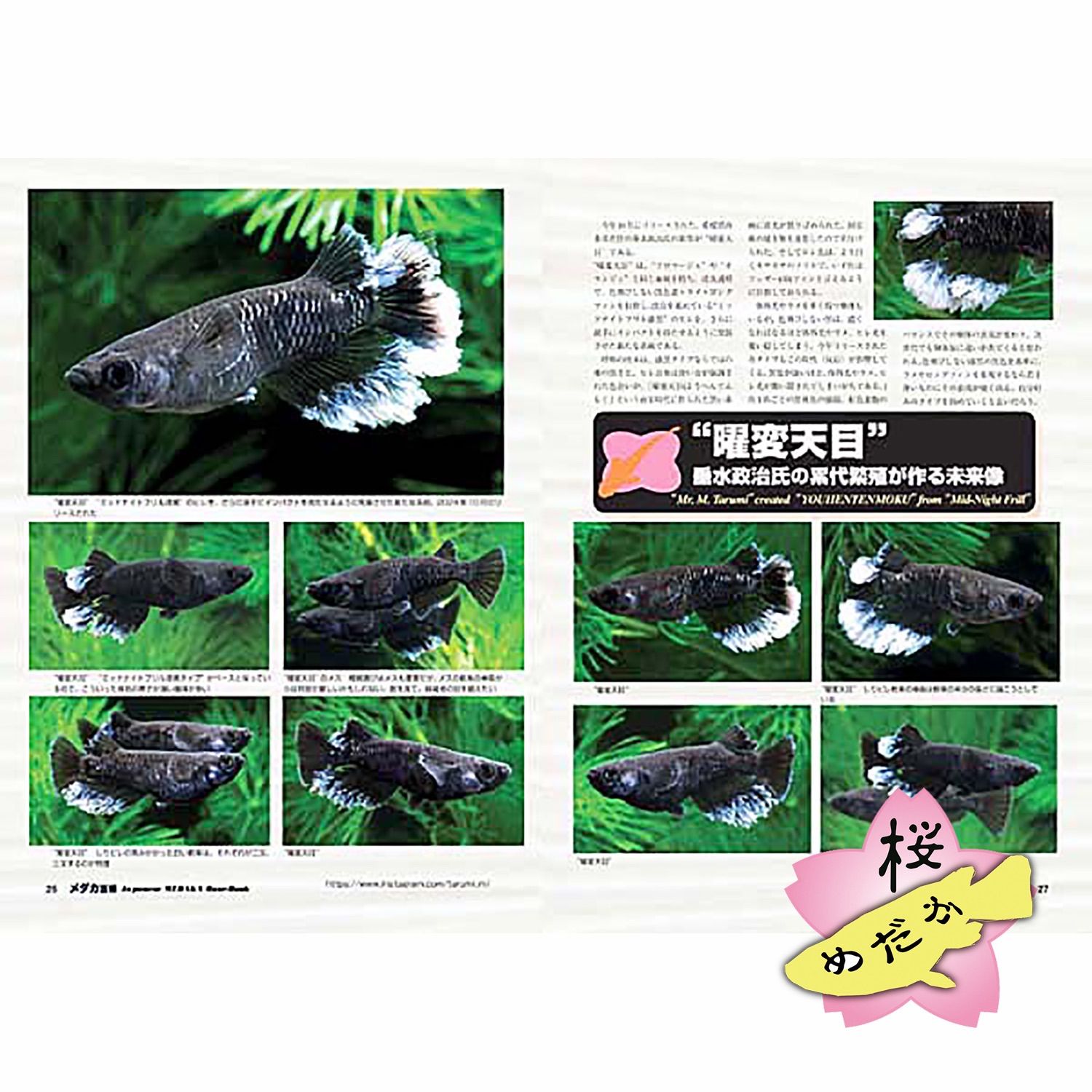 メダカ百華 Vol.19 (ピーシーズ発行) - メルカリ