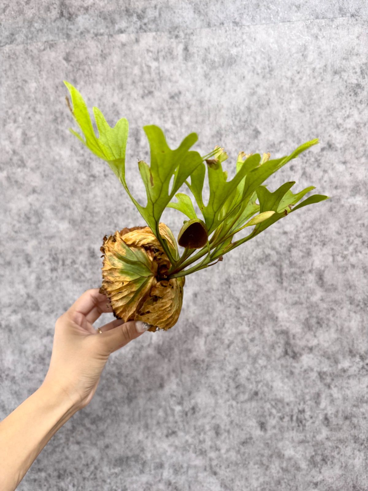 P.ridley ビカクシダ 現品】ビカクシダ・リドレイ・ドワーフシルバー P