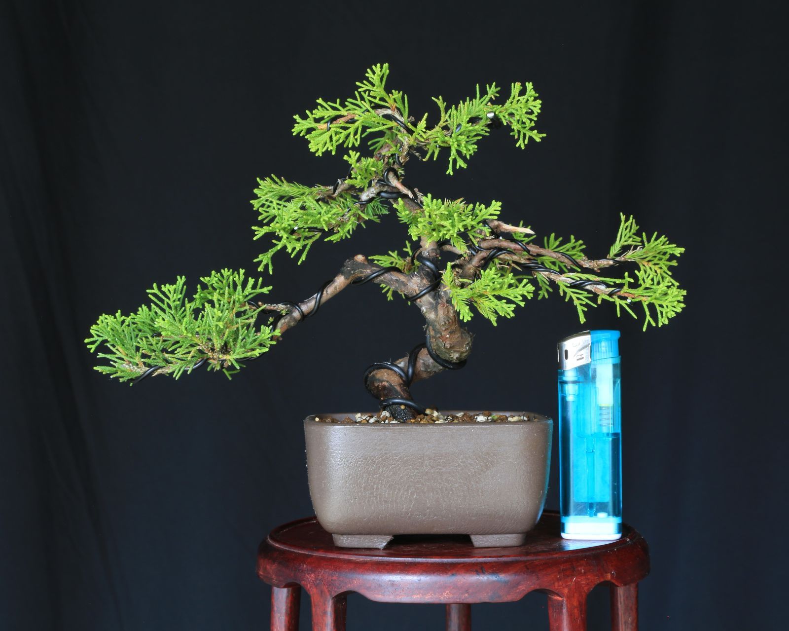 盆栽 糸魚川真柏Ｅ（双幹） テラコッタ鉢（長方鉢） 盆栽 糸魚川真柏E（双幹） テラコッタ鉢（長方鉢）