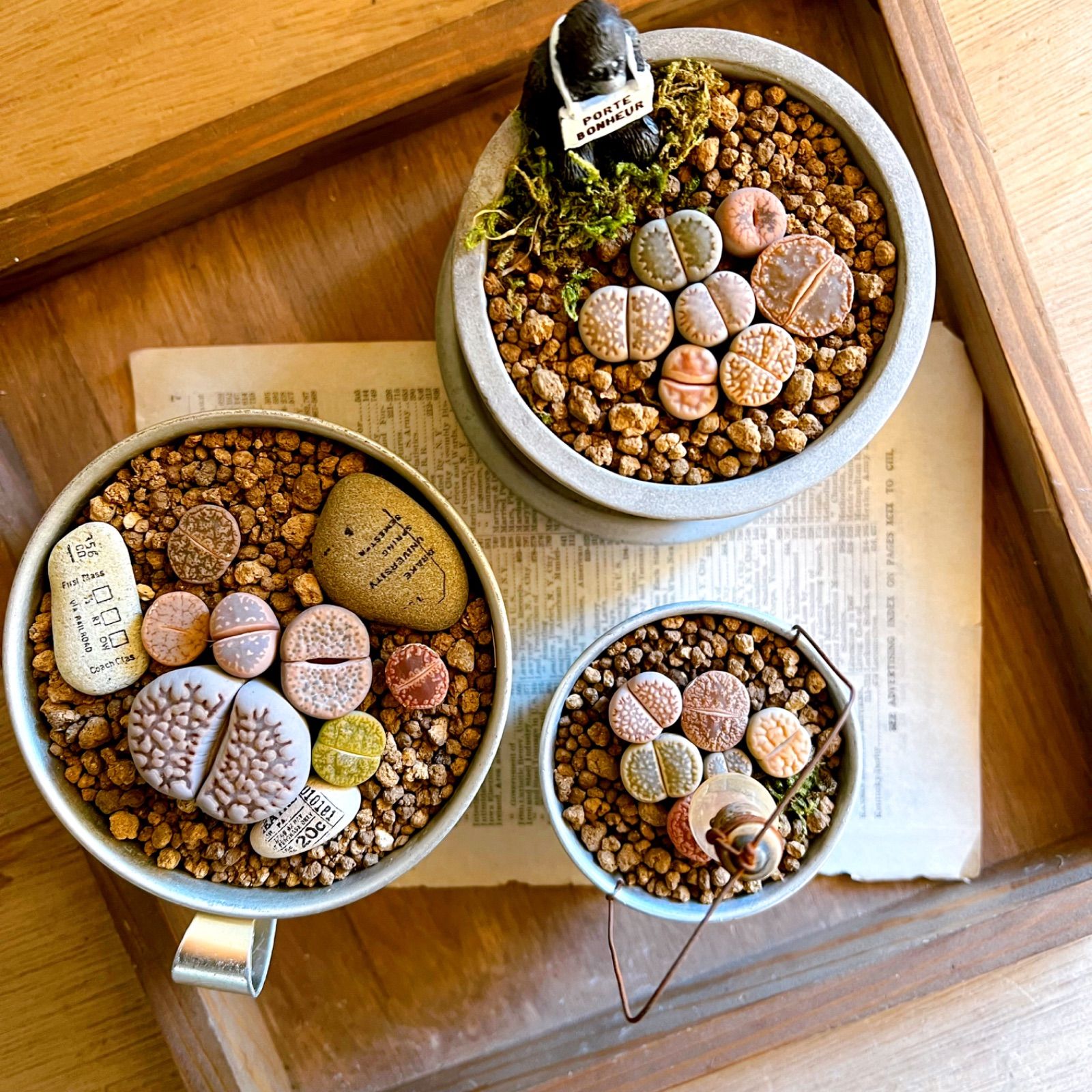 多肉植物の寄せ植え リトープス三昧セット - メルカリ 多肉植物の寄せ植え リトープス三昧セット - メルカリ