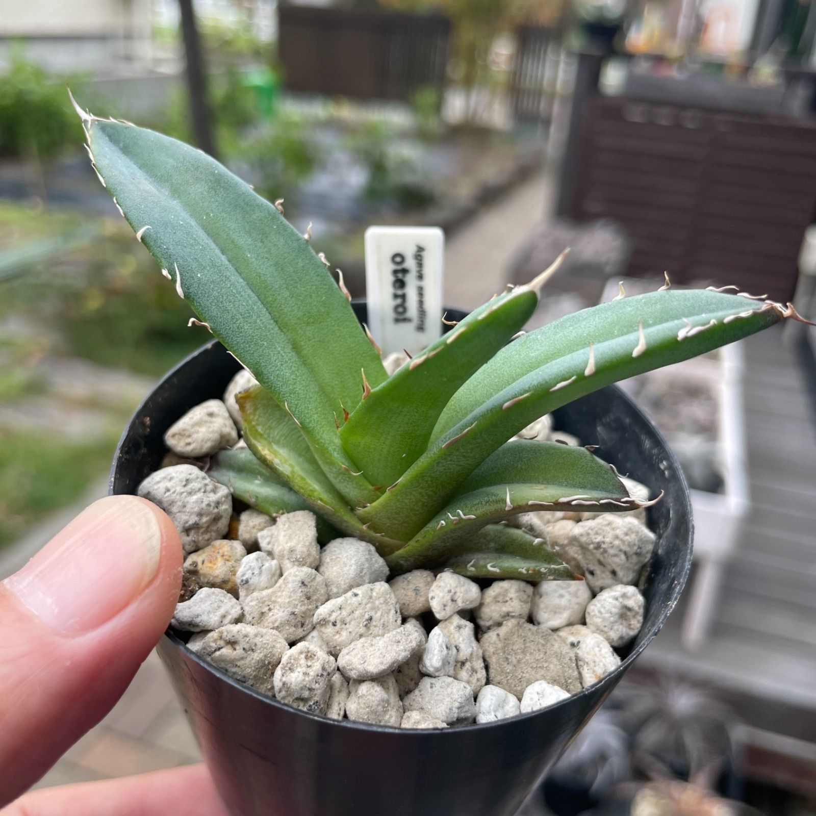 アガベ オテロイ（Agave oteroi） 実生苗 B-10