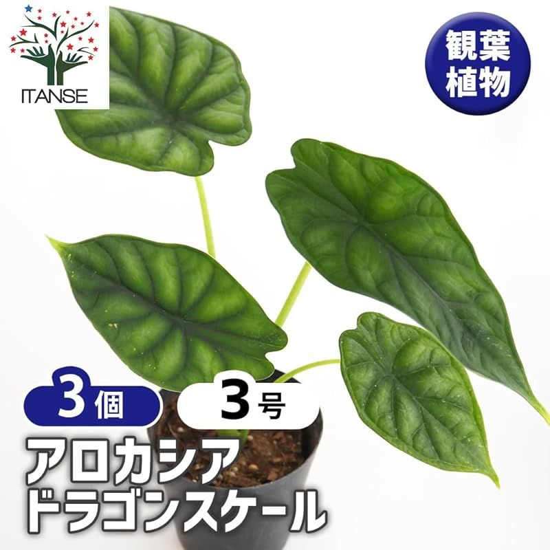 ITANSE アロカシア ドラゴンスケール 3号 3個セット 観葉植物 学名 Alocasia baginda Dragon Scale タイプ サトイモ科 非耐寒性多年草 東南アジア原産 ドラゴンの鱗を思わせる立体的な葉脈 光沢のある深緑色の葉