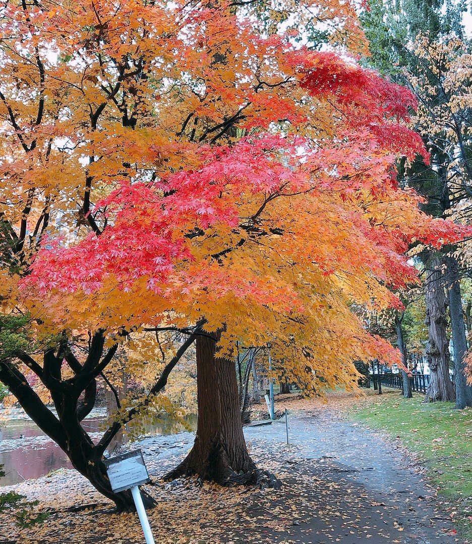 紅葉 もみじ さくら イチョウ 落ち葉 工作 押し花 mix 30枚セット