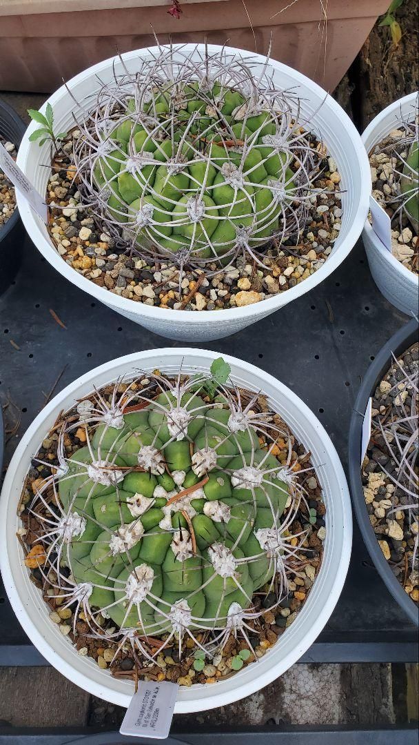 ゼガラエ FNつき