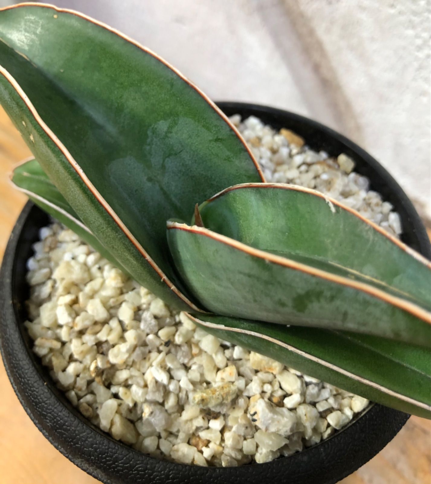 Sansevieria Banana サンセベリア バナナ - メルカリ