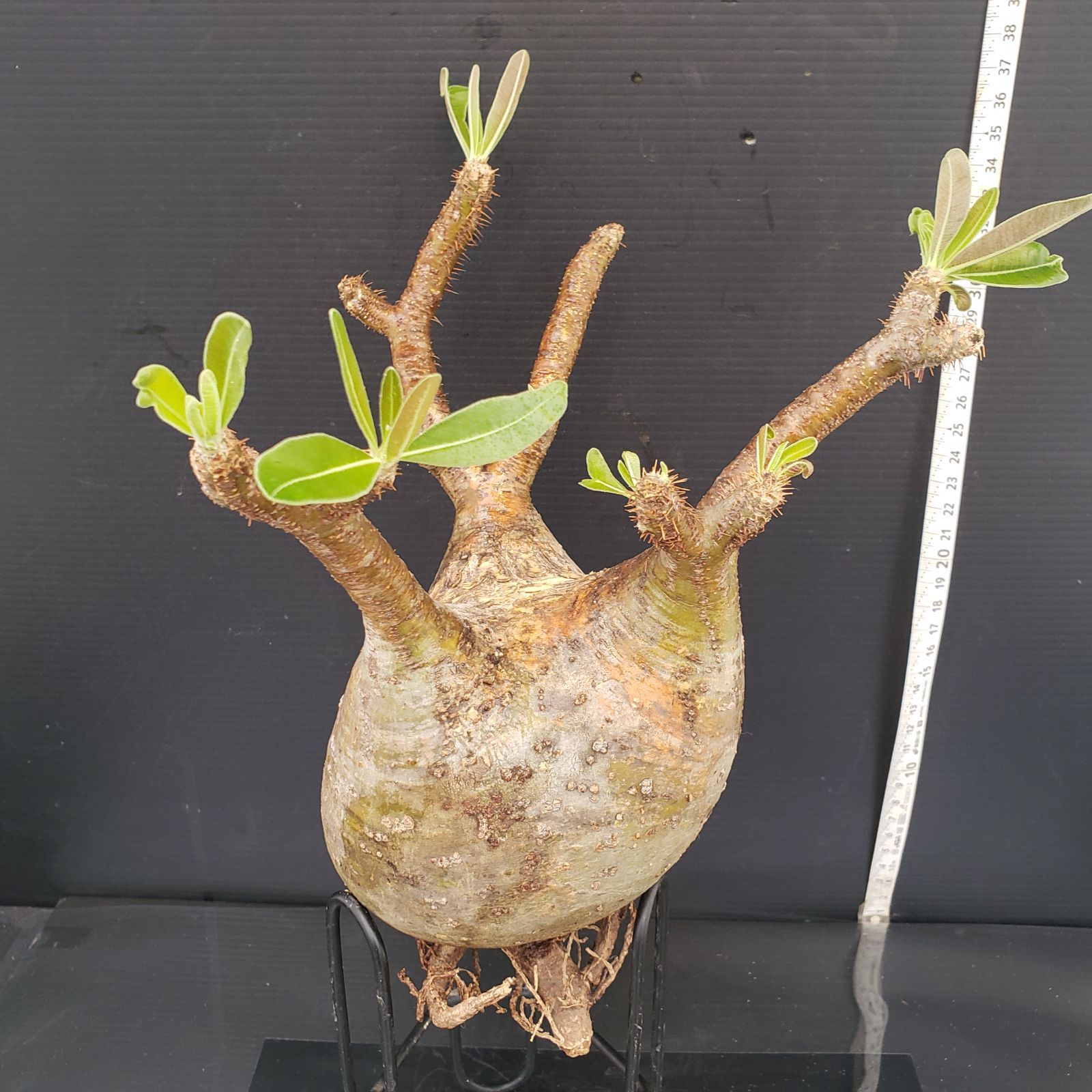 U562【最新到着】Pachypodium グラキリス(M)(現地球・抜き苗 U562【最新到着】Pachypodium グラキリス(M)(現地球・抜き苗