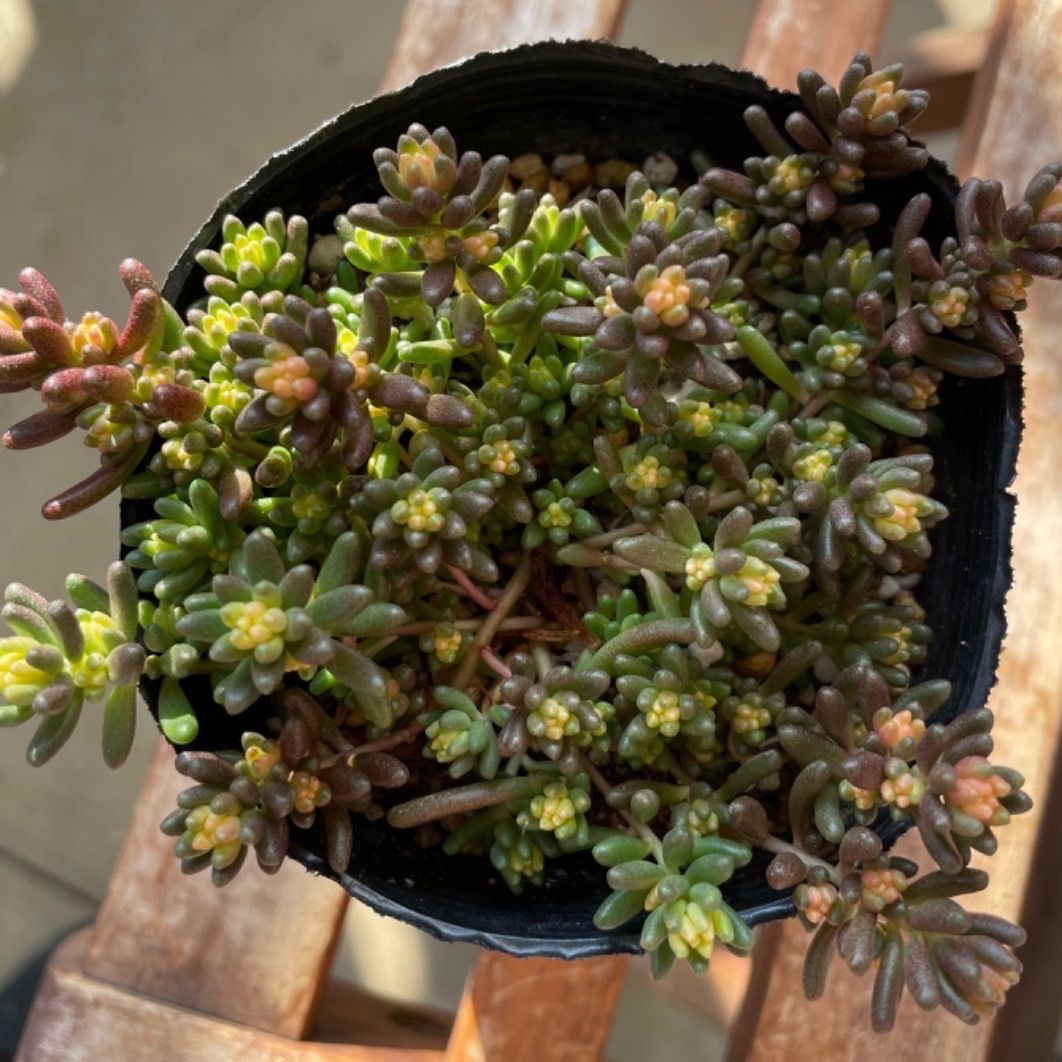 多肉植物 ベッラデインヴェルノ❣️抜き苗 - メルカリ