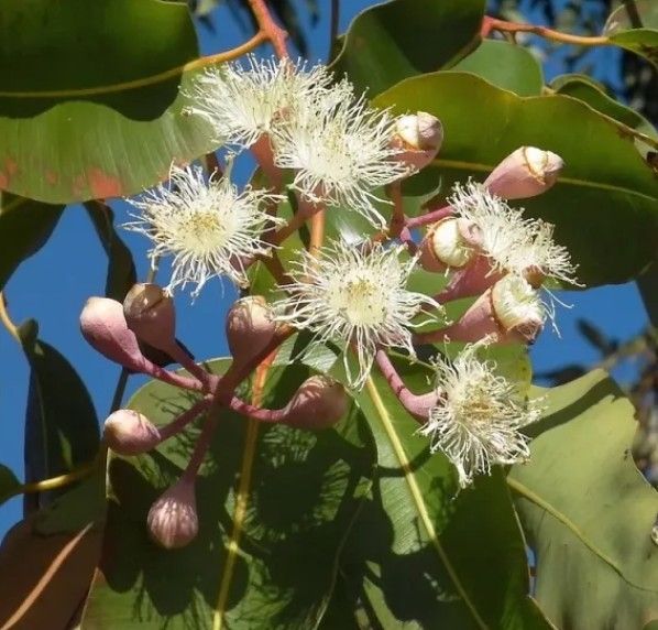 ￼レモン、ユーカリ、ドライ 71-vuEad7zL._AC_UF350,