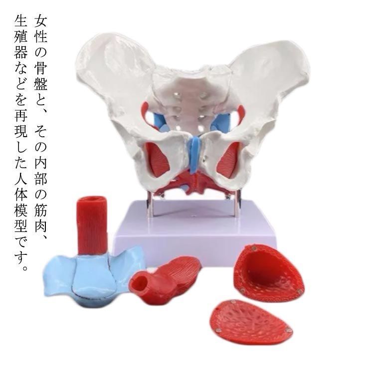 女性の骨盤 人体模型 骨盤模型 骨盤 模型 女性 子宮膣 卵巣 膀胱 直腸 模型 間接模型 骨格模型 骨格標本 骨模型 骸骨模型 人骨模型 骨格 人体 モデル 骸骨 教材 実験 接骨院 整骨院 生物 dYWr354