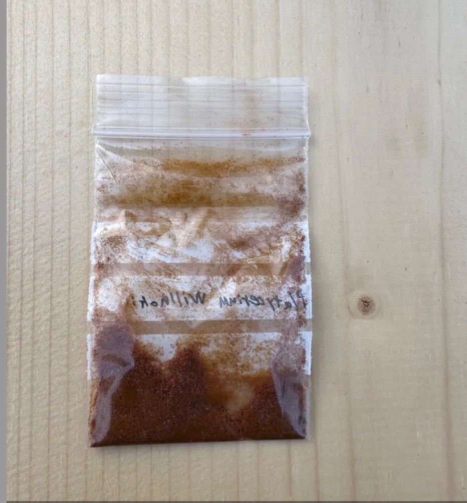 ビカクシダ ウィリンキー リドレイ Wild 胞子 2セット❗️ - メルカリ