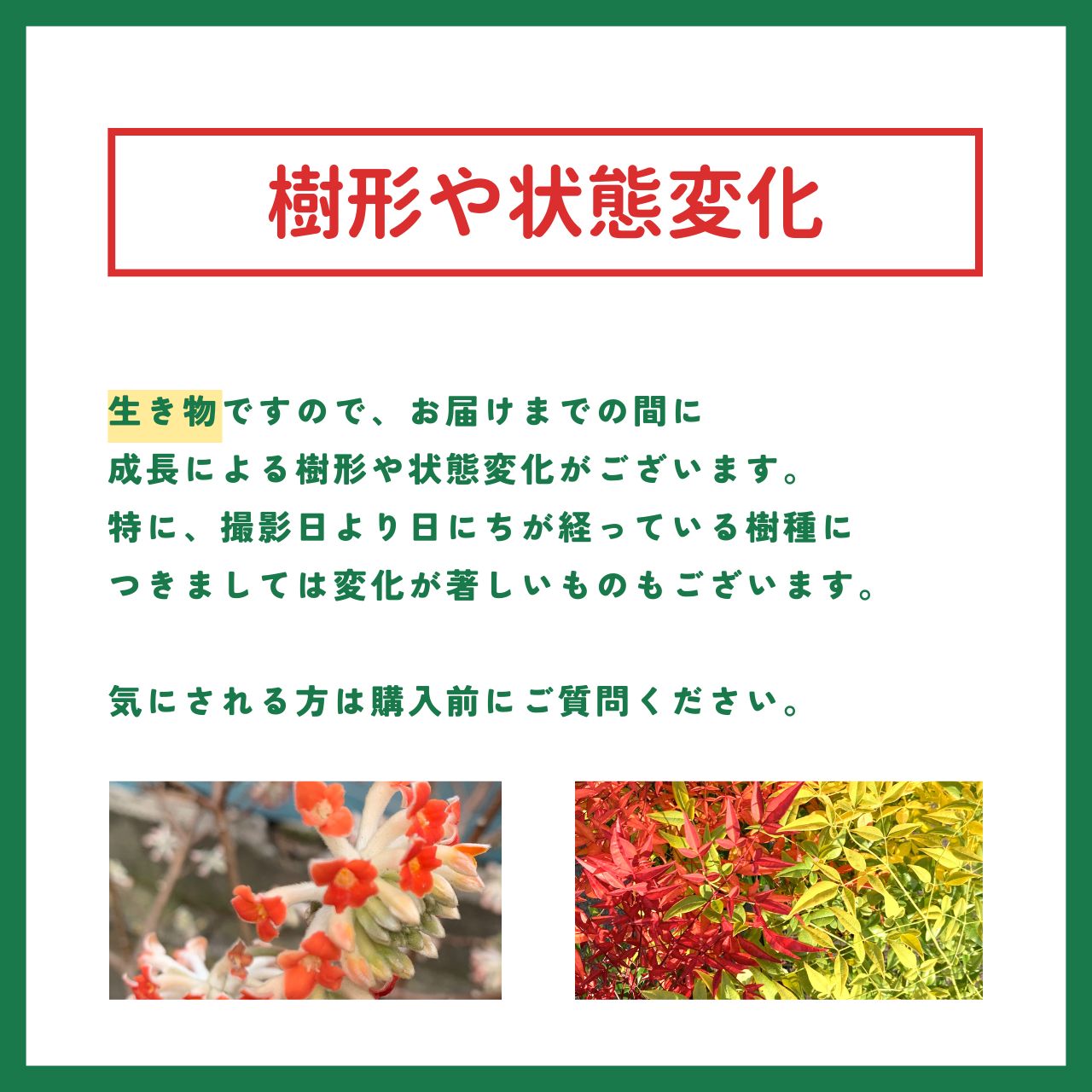 銀木犀 ギンモクセイ 約150cm 白花 根巻 庭木 ガーデン 金木犀 シンボルツリー YUZUMIYA_COM