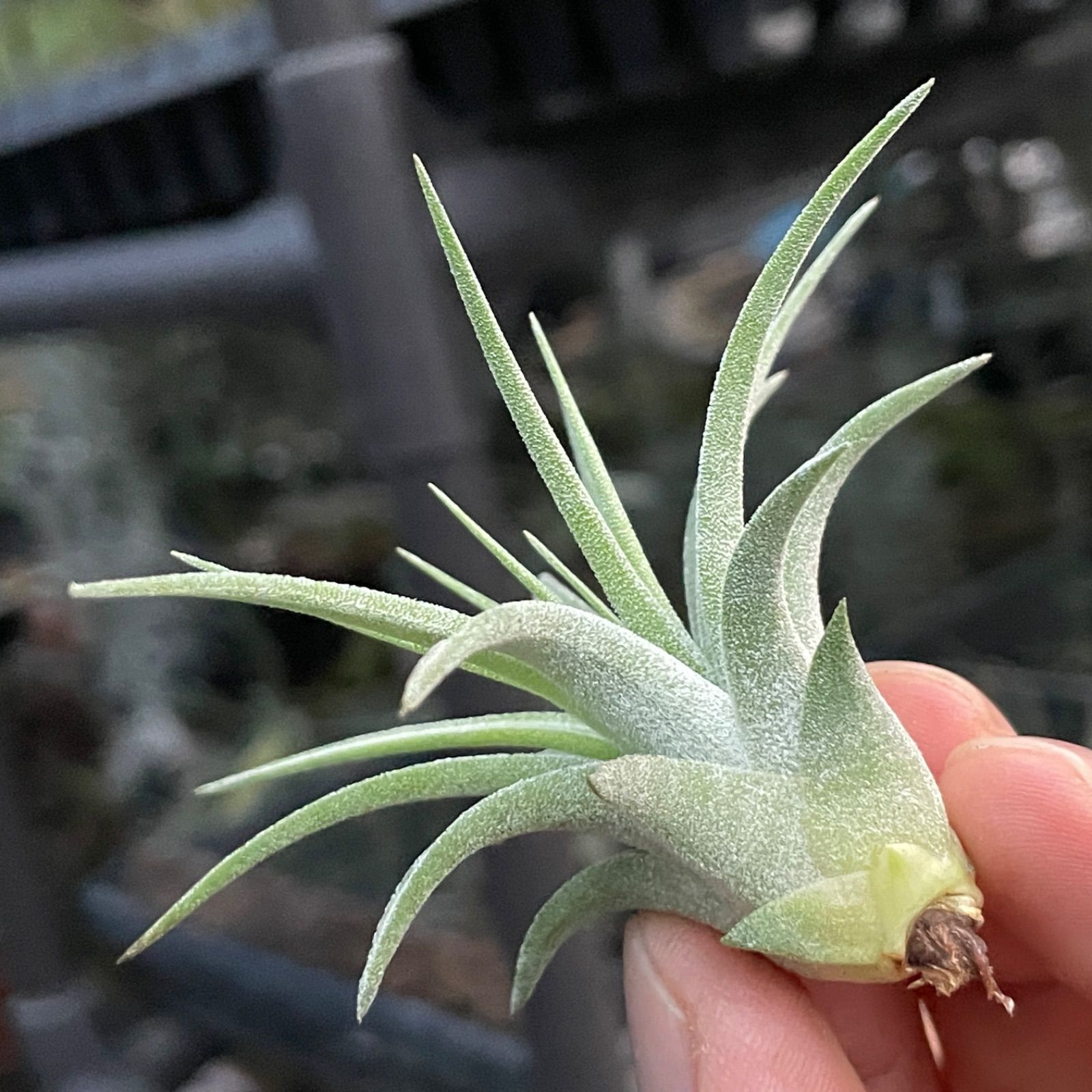 チランジア イオナンタ マキシマ アルビノ Tillandsia ionantha var
