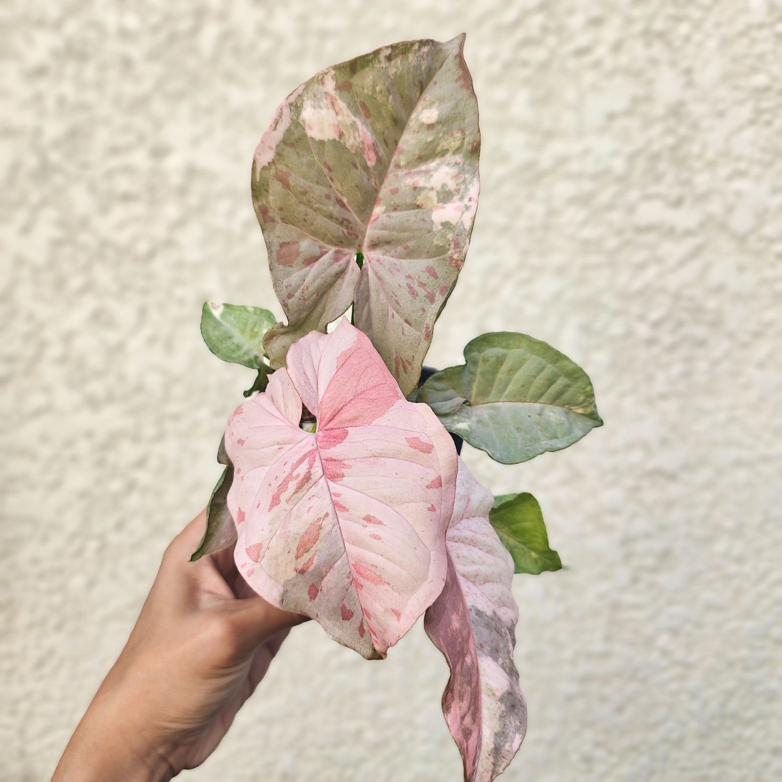 レア③《シンゴニウム・ピンクスポット・ダブルバリエガータ