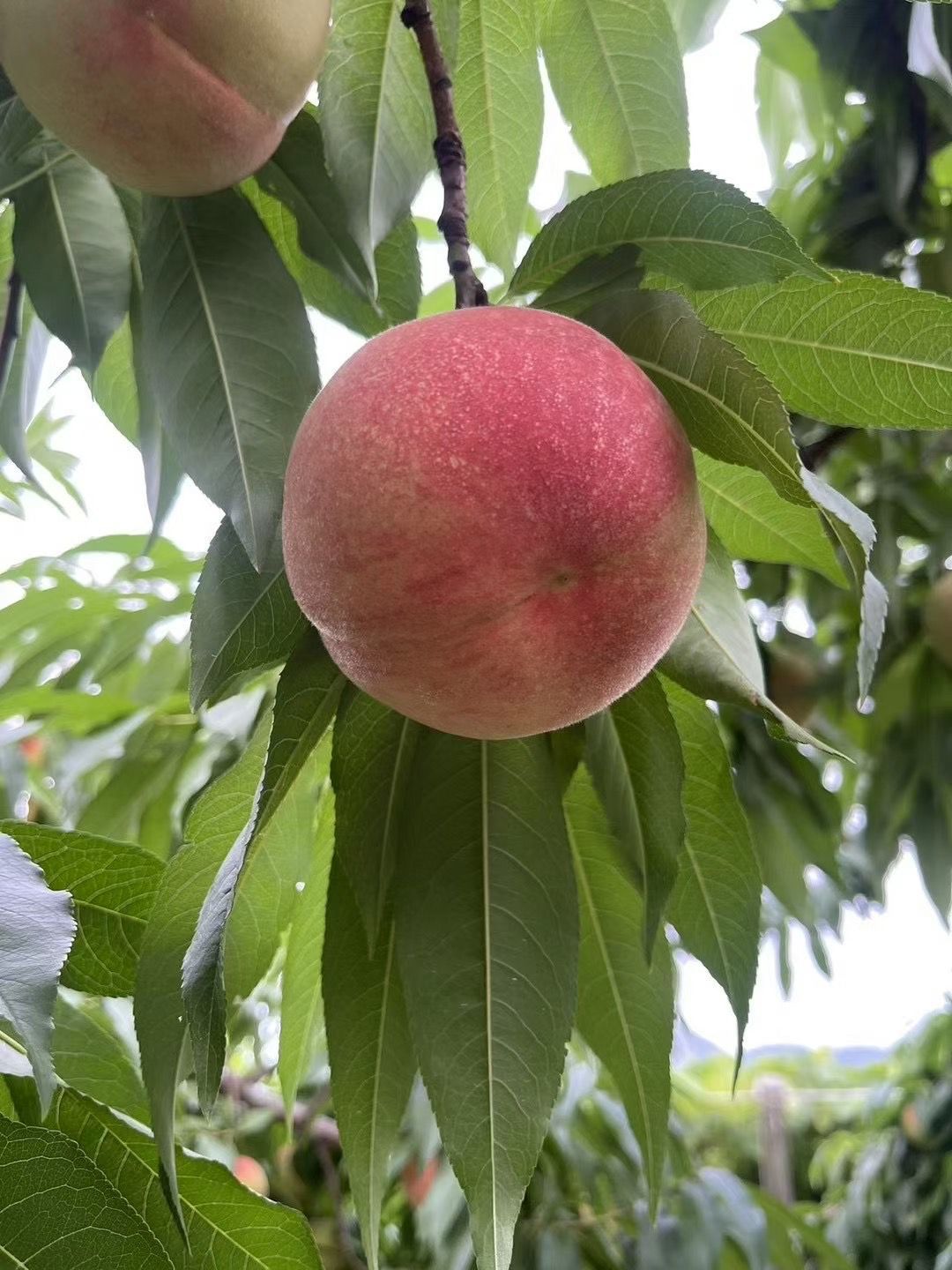 即日発送　 硬桃　『夢桃香』　5kg/箱　 贈答品　山梨県産 即日発送 硬桃 『夢桃香』 5kg/箱 贈答品 山梨県産 - メルカリ