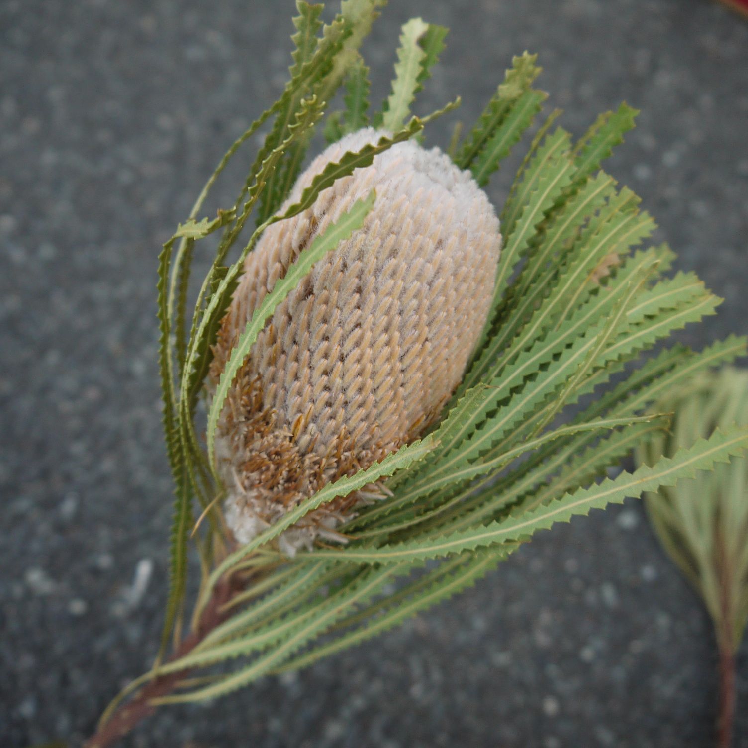 ⭐️バンクシア・フーケリアーナ⭐️ 60cm 8本 送料込 ネイティブ  