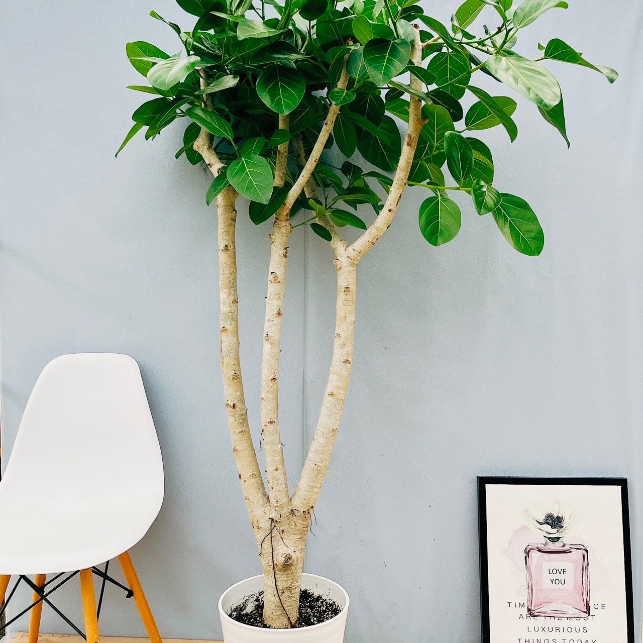 人気観葉植物】フィカス ベンガルゴム 曲がり高さ約1.2m 現品］☆大株