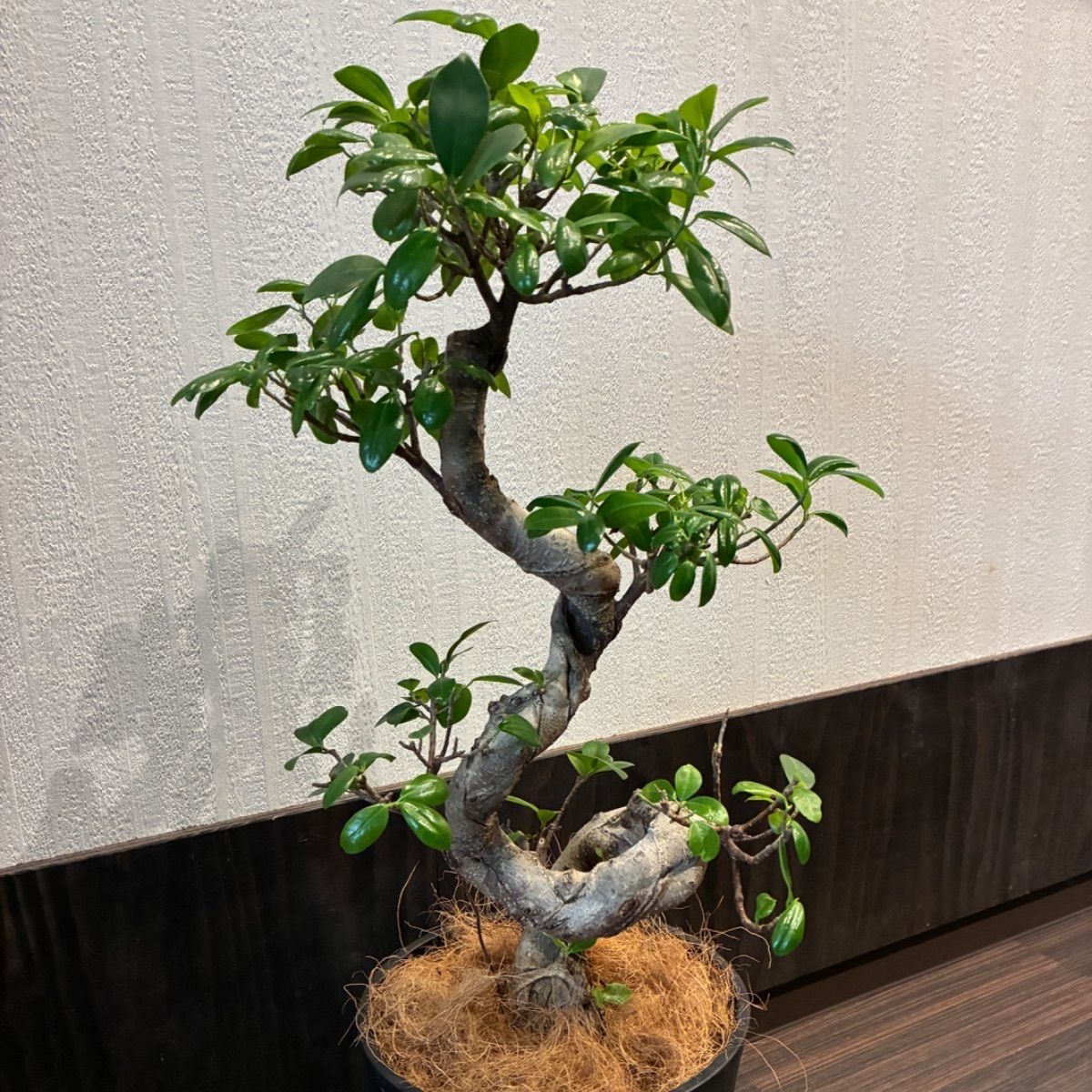 ガジュマル曲がり 昇り龍みたいな縁起が良さげな仕立て