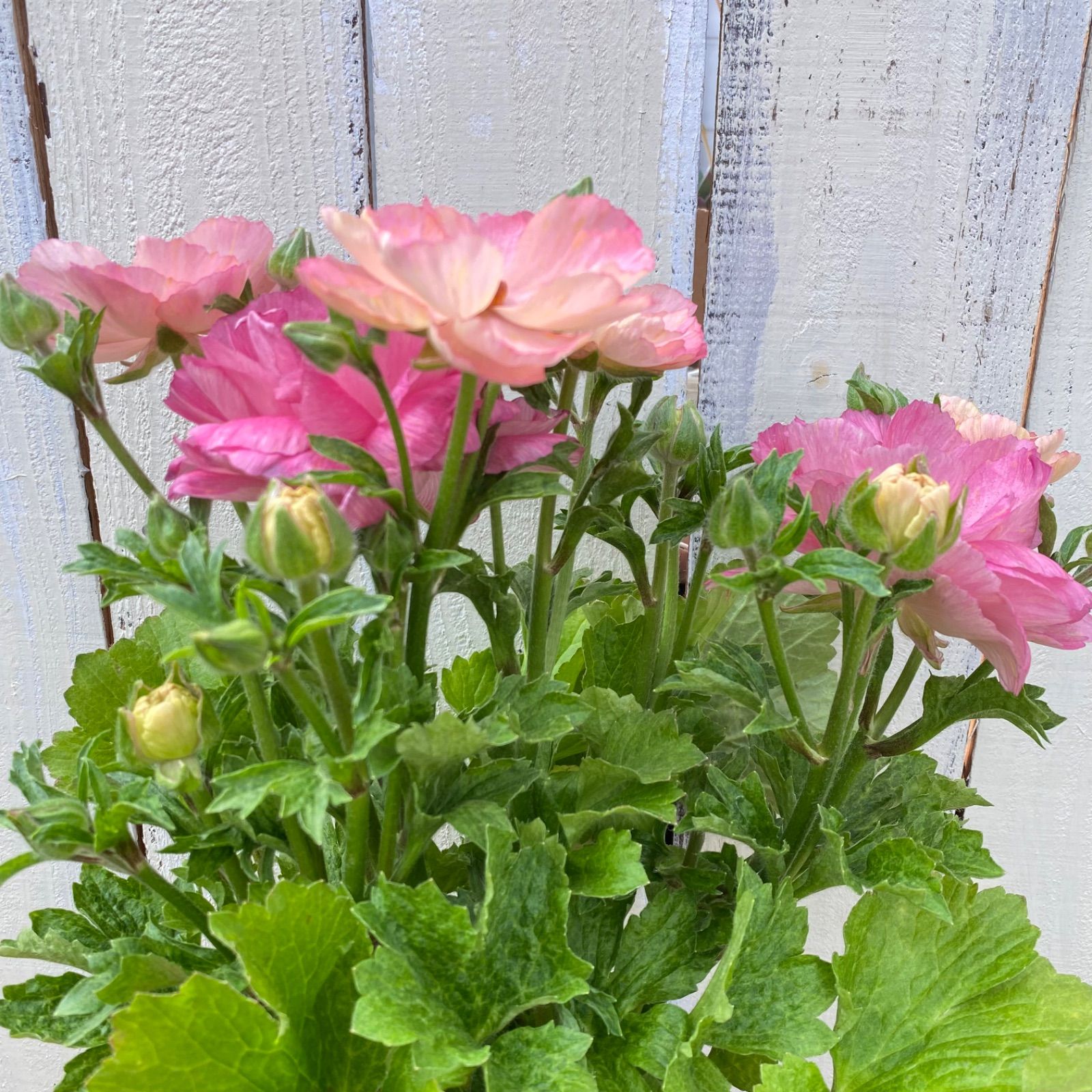 ラナンキュラスラックス セイレン - メルカリ