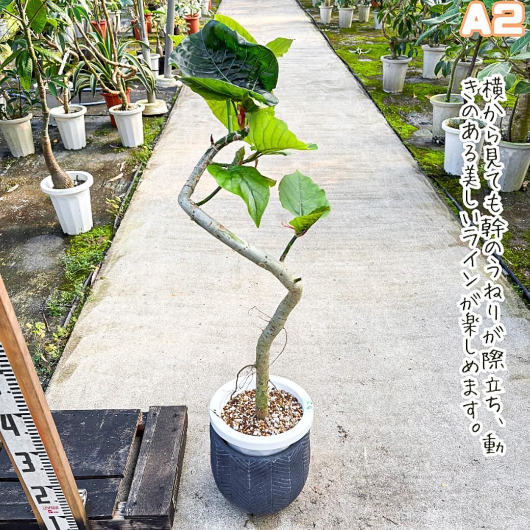 フィカス・ウンベラータ/155cm□大きく2つに枝分かれし大きな葉