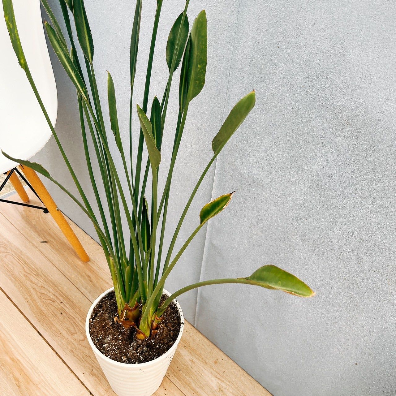 ストレリチア ユンケア ノンリーフ 根上がり仕立て 4号ロングポット