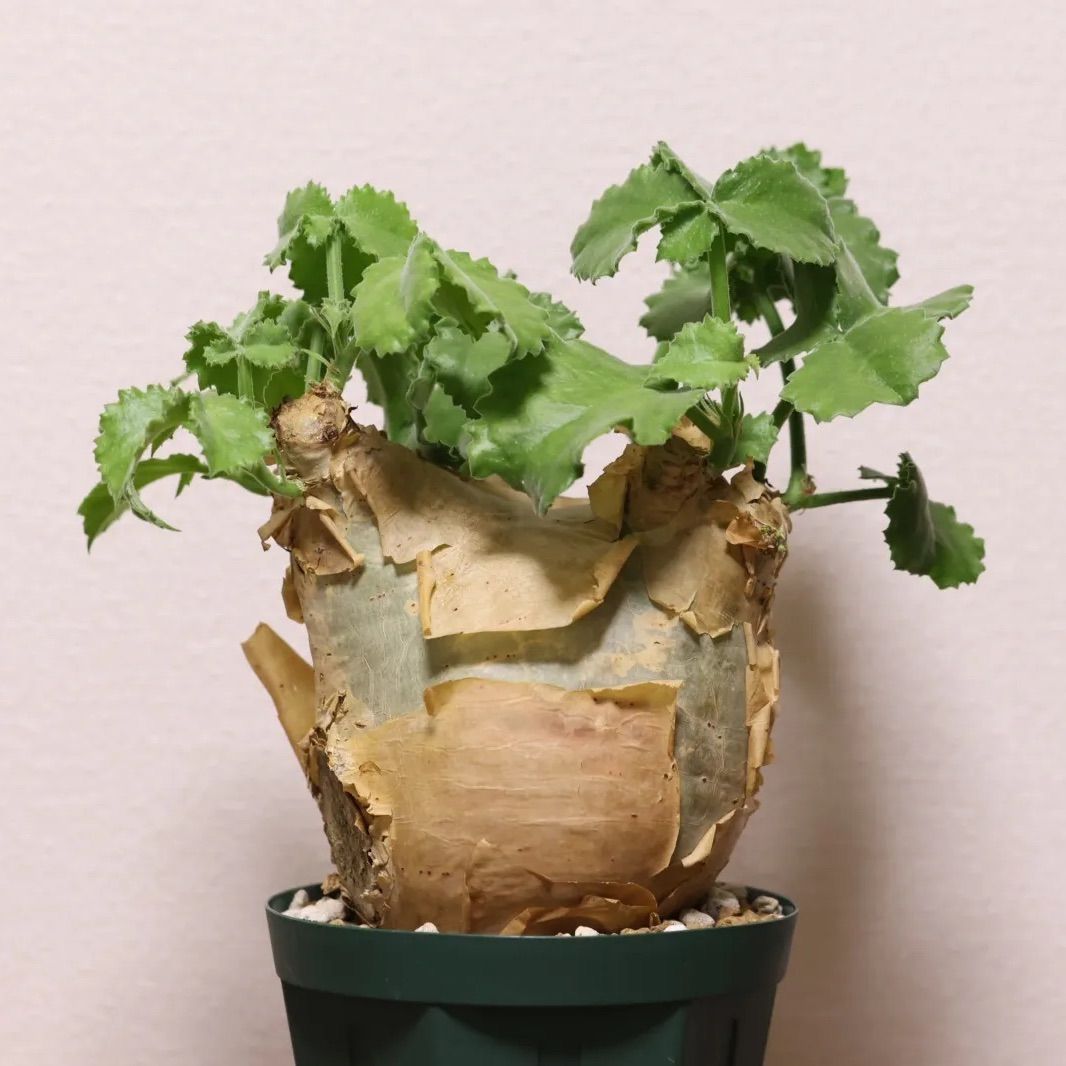 中国古美術品·旧蔵珍品·古青銅銘文器皿☆辅首衔環紡壺☆飲酒器·文房