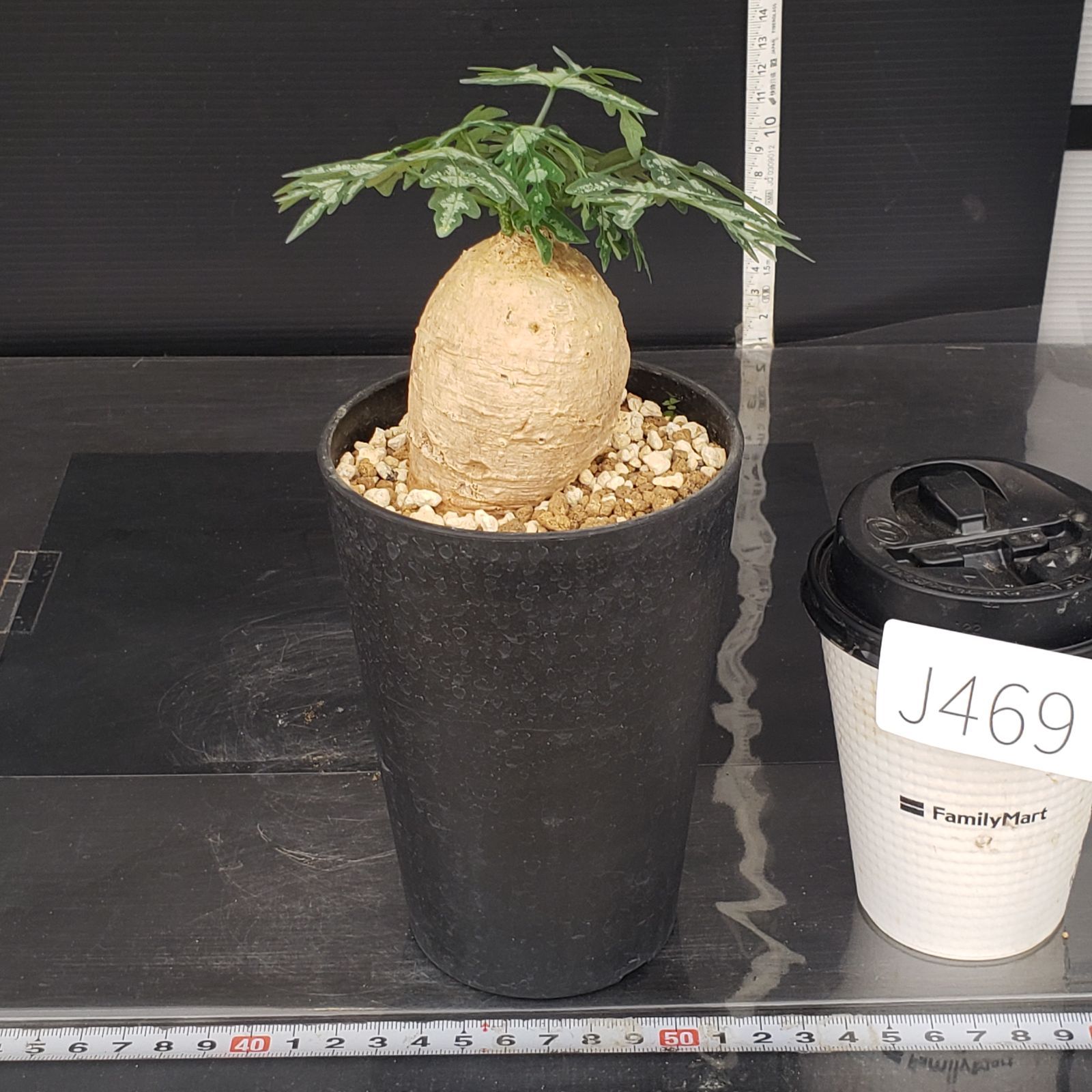 J469【自社養生株】アデニア ペリエリ（現地球・発根株・鉢植え