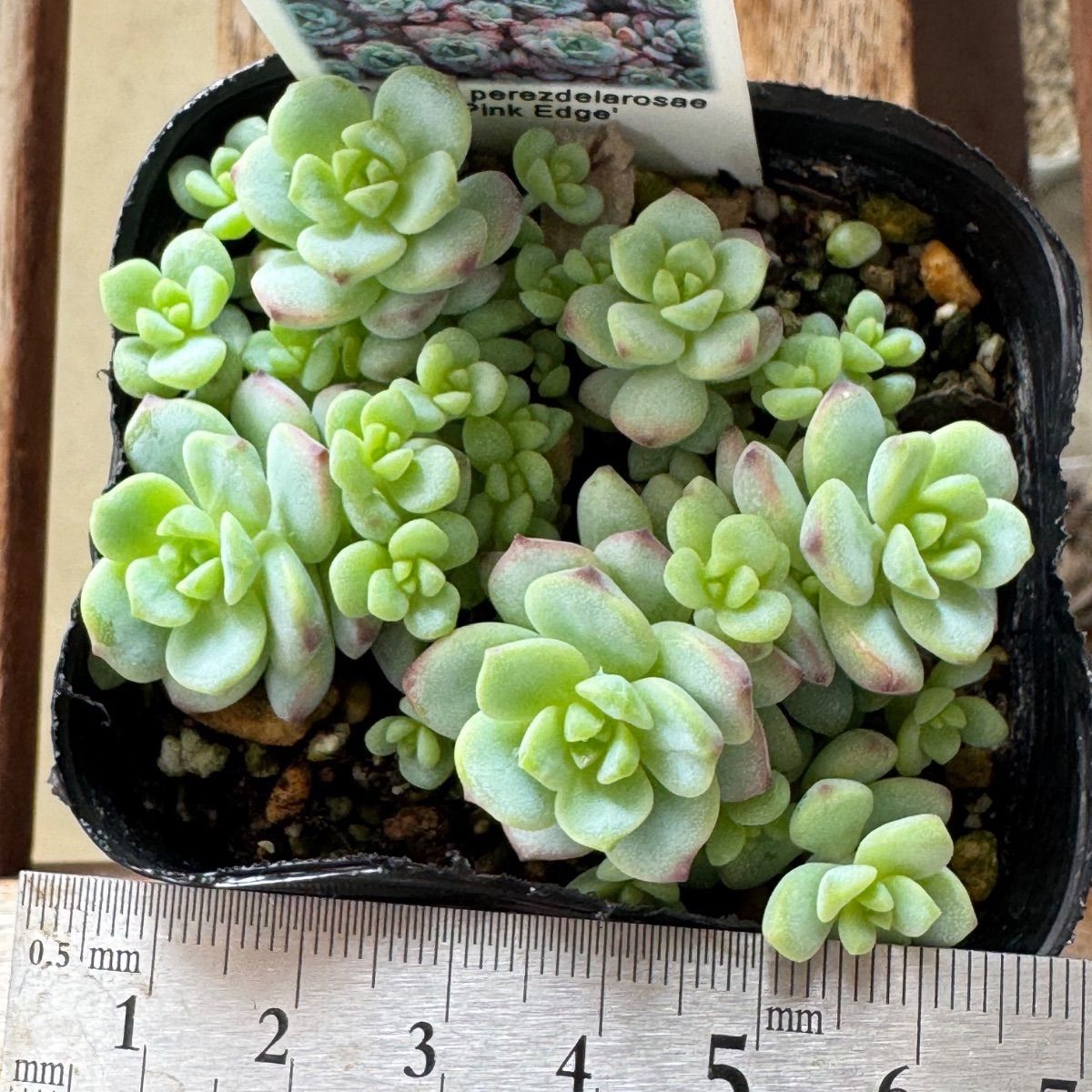 マイコレ デカベリア miso苗✡️ラウリンゼ×ロメオ✡️多肉 秘蔵っ子 抜き苗 ロメオ×colorata f.brandtii（特選実生苗） | 多肉アン