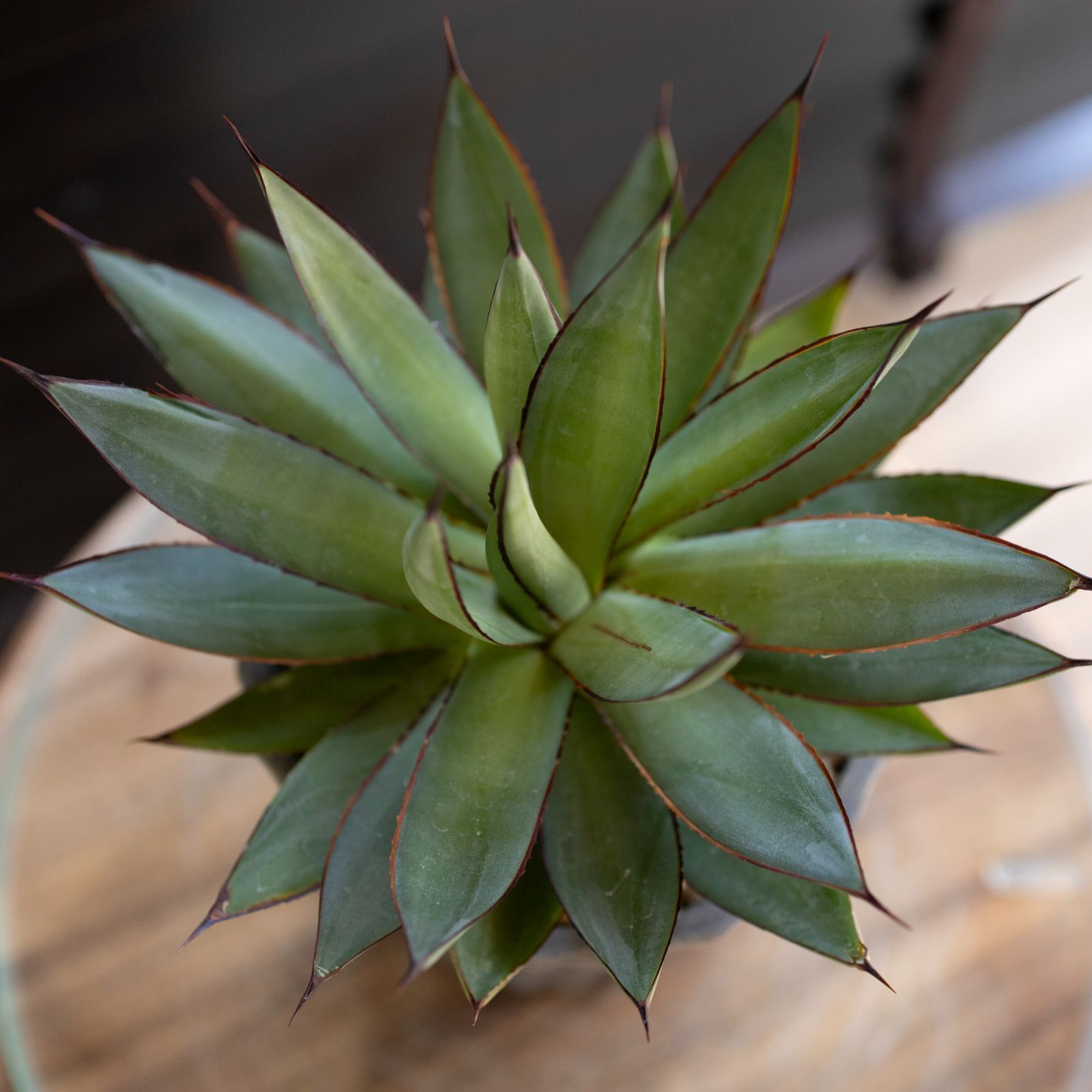 アガベ ロマニー Agave Romanii 4.5号 樹脂鉢 多肉植物 ビザール