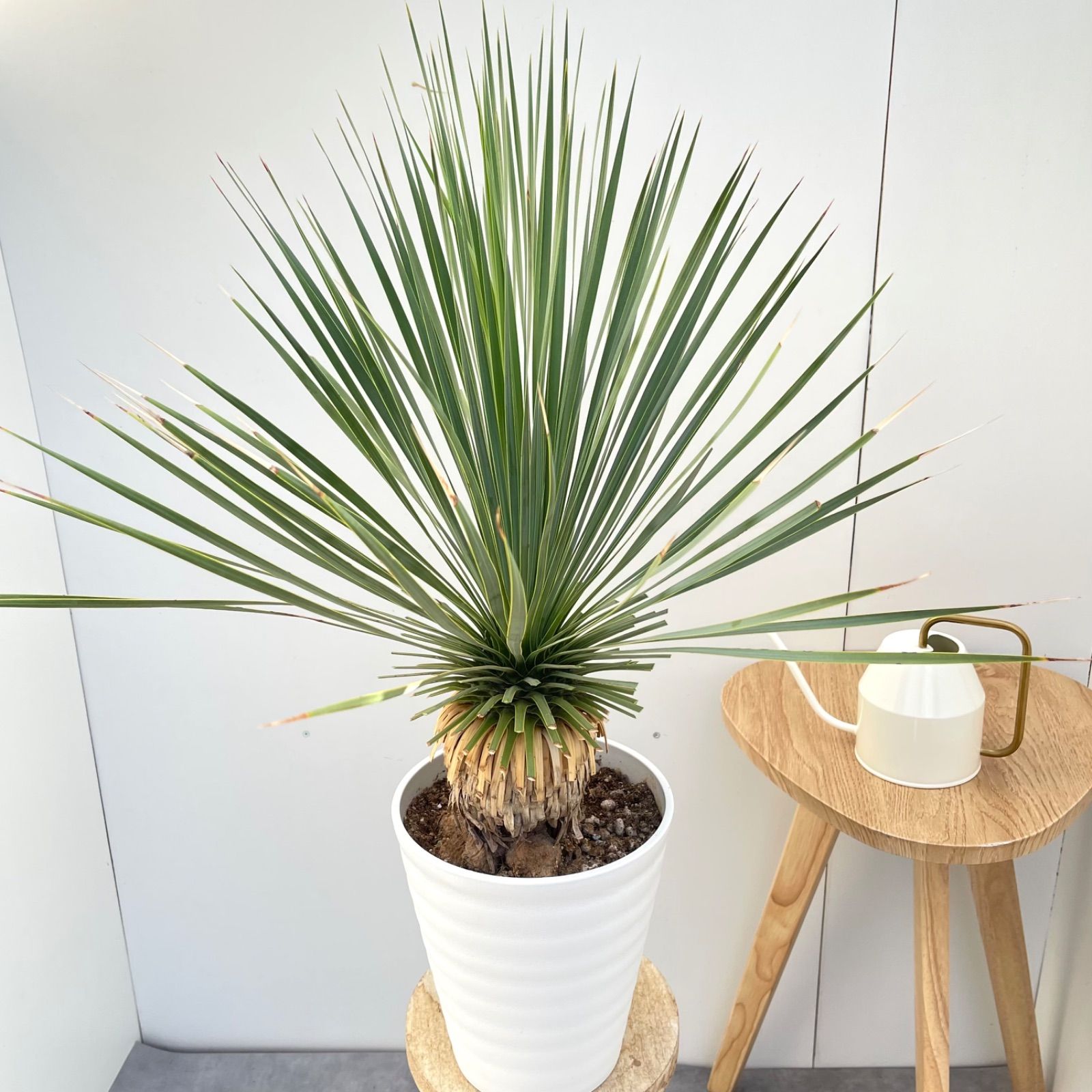 売約済※ユッカ ロストラータ サファイアスカイズ 5【現品】 ☆希少