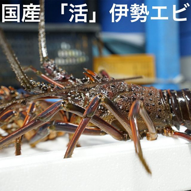 昭和の漁師手作り 伊勢海老 蟹 珊瑚3種類 剥製 昭和レトロ 骨董品 三和海産 オーストラリア産 伊勢海老 ボイル・ロブスター 約430g