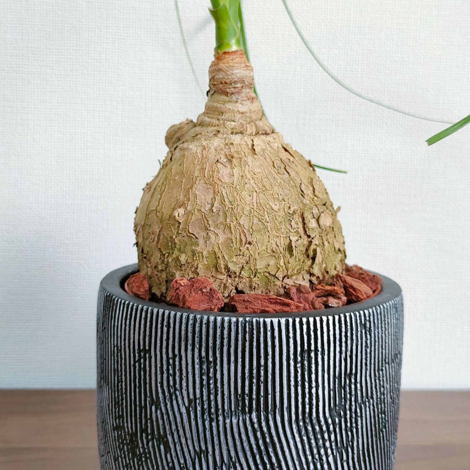 現品・即納・ギフト可】トックリラン ポニーテール ノリナ 陶器鉢入り