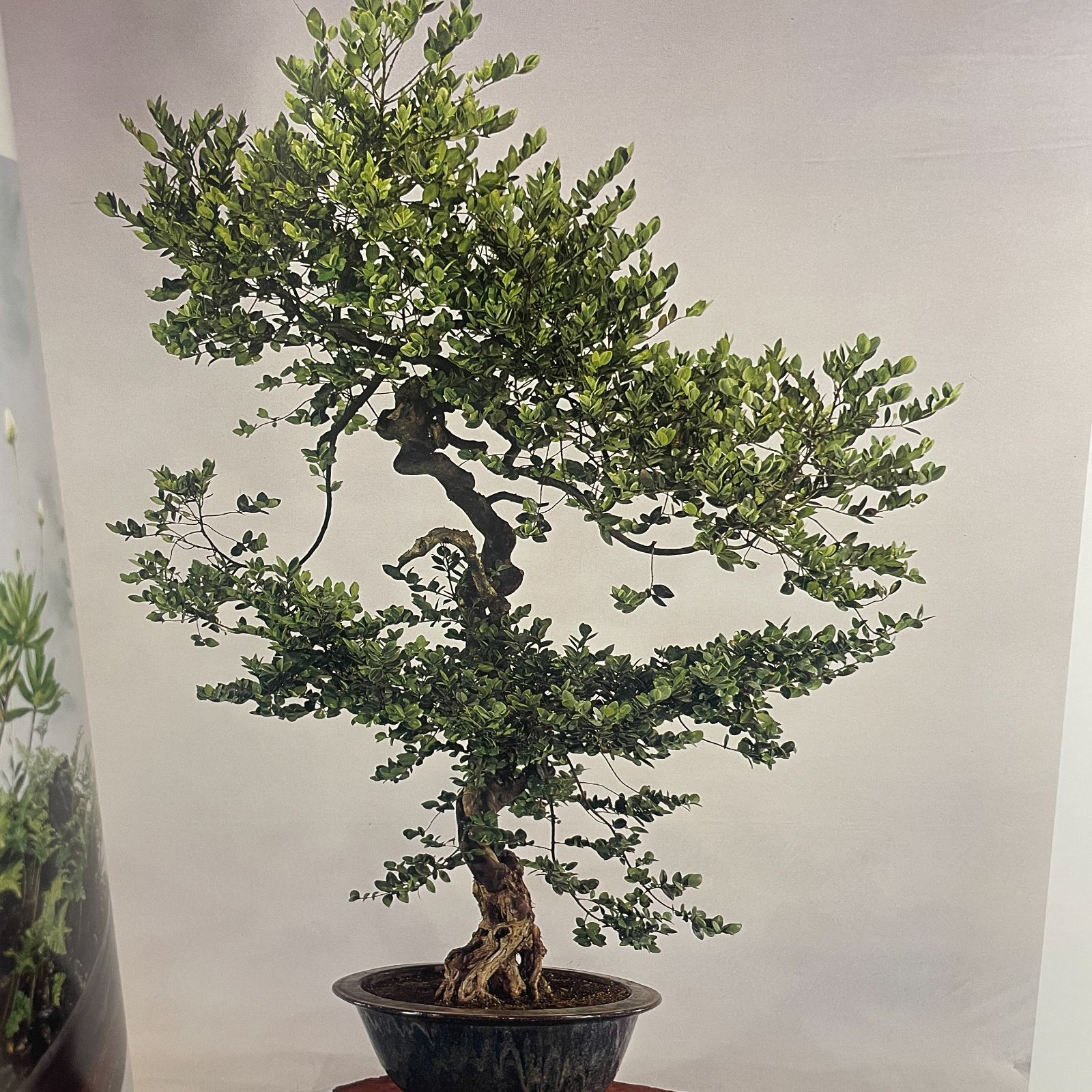 皇居の盆栽 THE IMPERIAL BONSAI OF JAPAN 皇居の盆栽 THE IMPERIAL BONSAI OF JAPAN 皇居の盆栽 THE