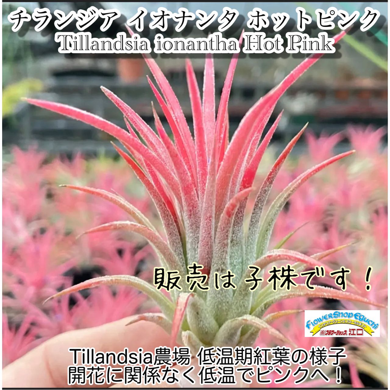 チランジア イオナンタ ホットピンク Tillandsia ionantha Hot Pink