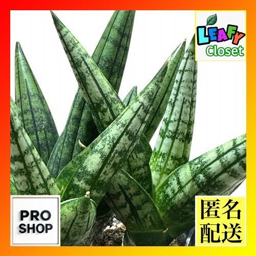 多肉植物 サンセベリア ヤヤ Sansevieria Yaya 3号(現品) インテリア