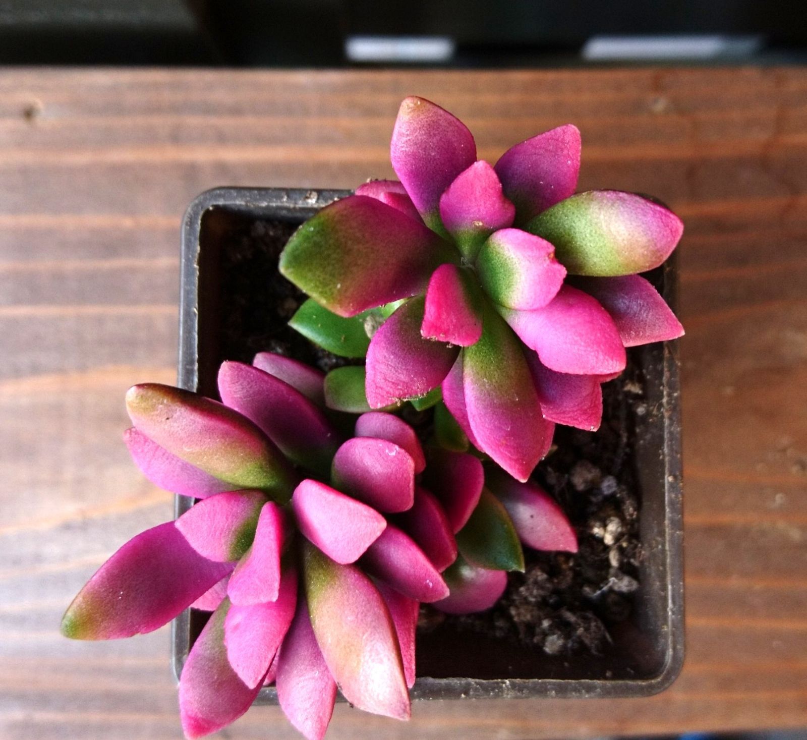 販売済み 売切れ♡多肉植物♡桜吹雪♡写真全部 桜吹雪(^^)多肉植物正規