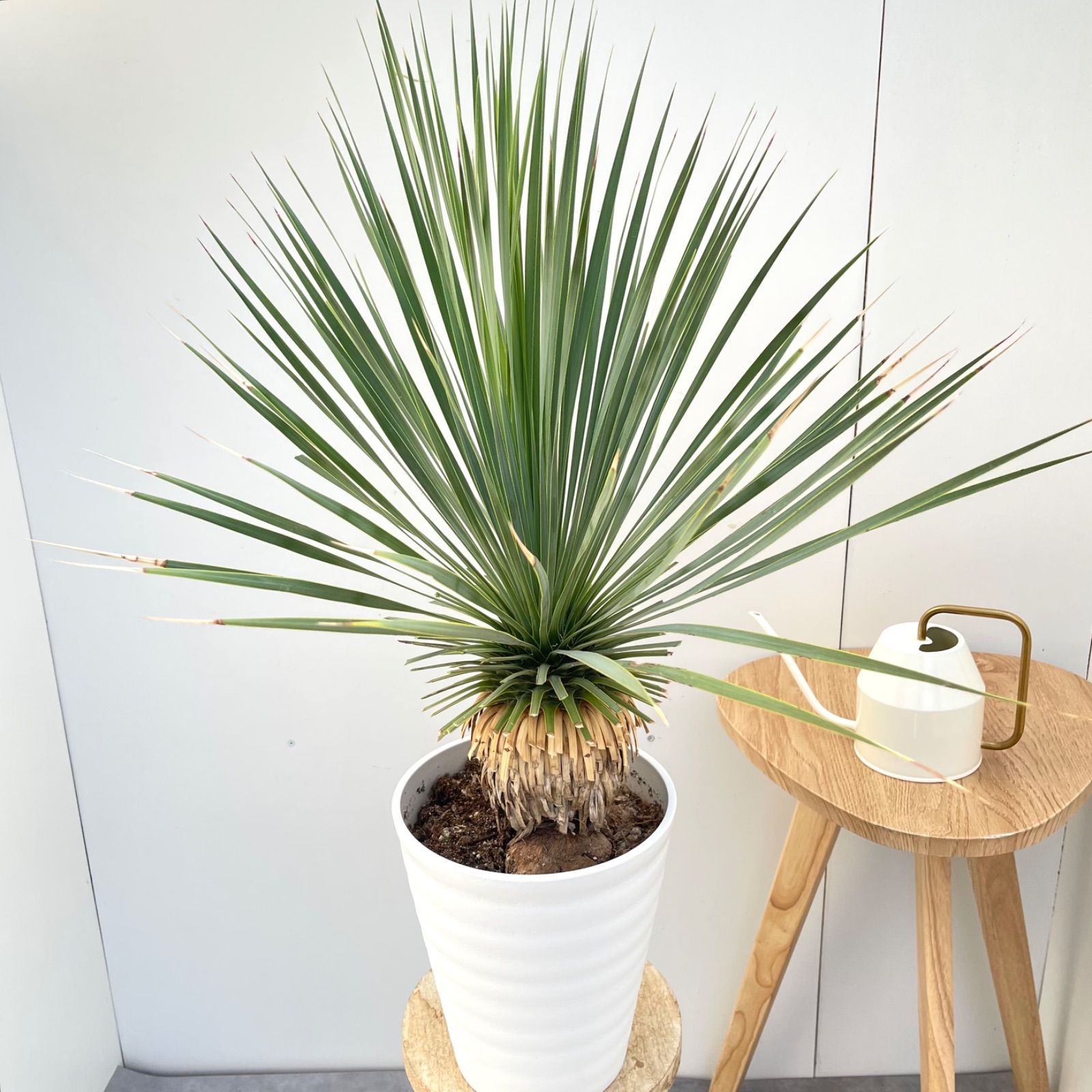 売約済※ユッカ ロストラータ サファイアスカイズ 5【現品】 ☆希少