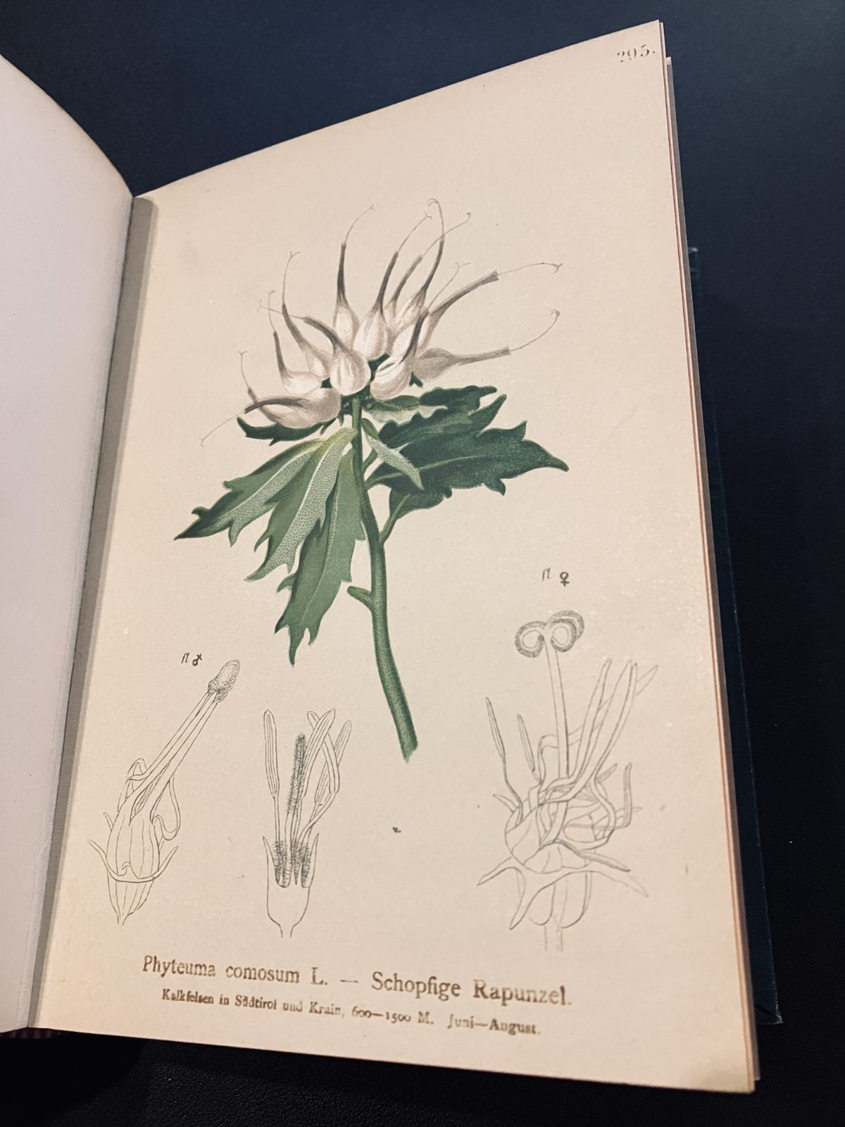 1887年の植物図鑑 リトグラフ図版100枚以上