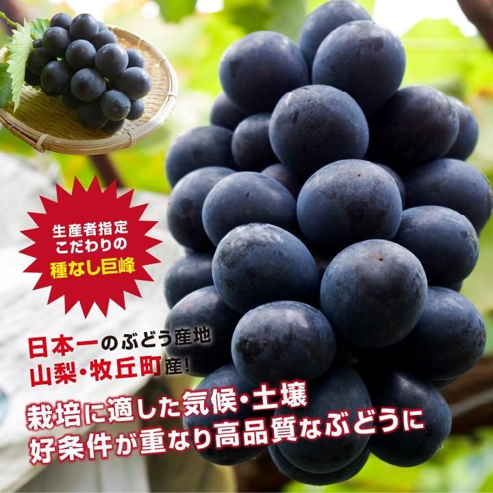 【絶版】ぶどうのたね 楽天市場】山梨産 たねなし巨峰 ブドウ（たねなしきよほうぶどう