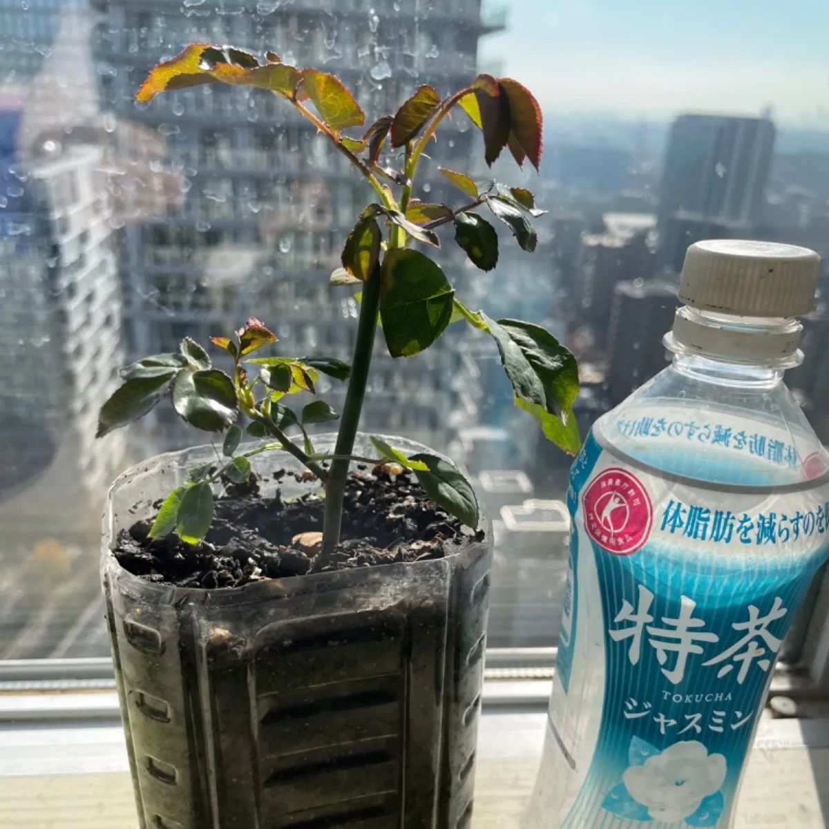 入手困難 超強香 心を揺さぶる美しい和バラ苗 数量限定 - メルカリ