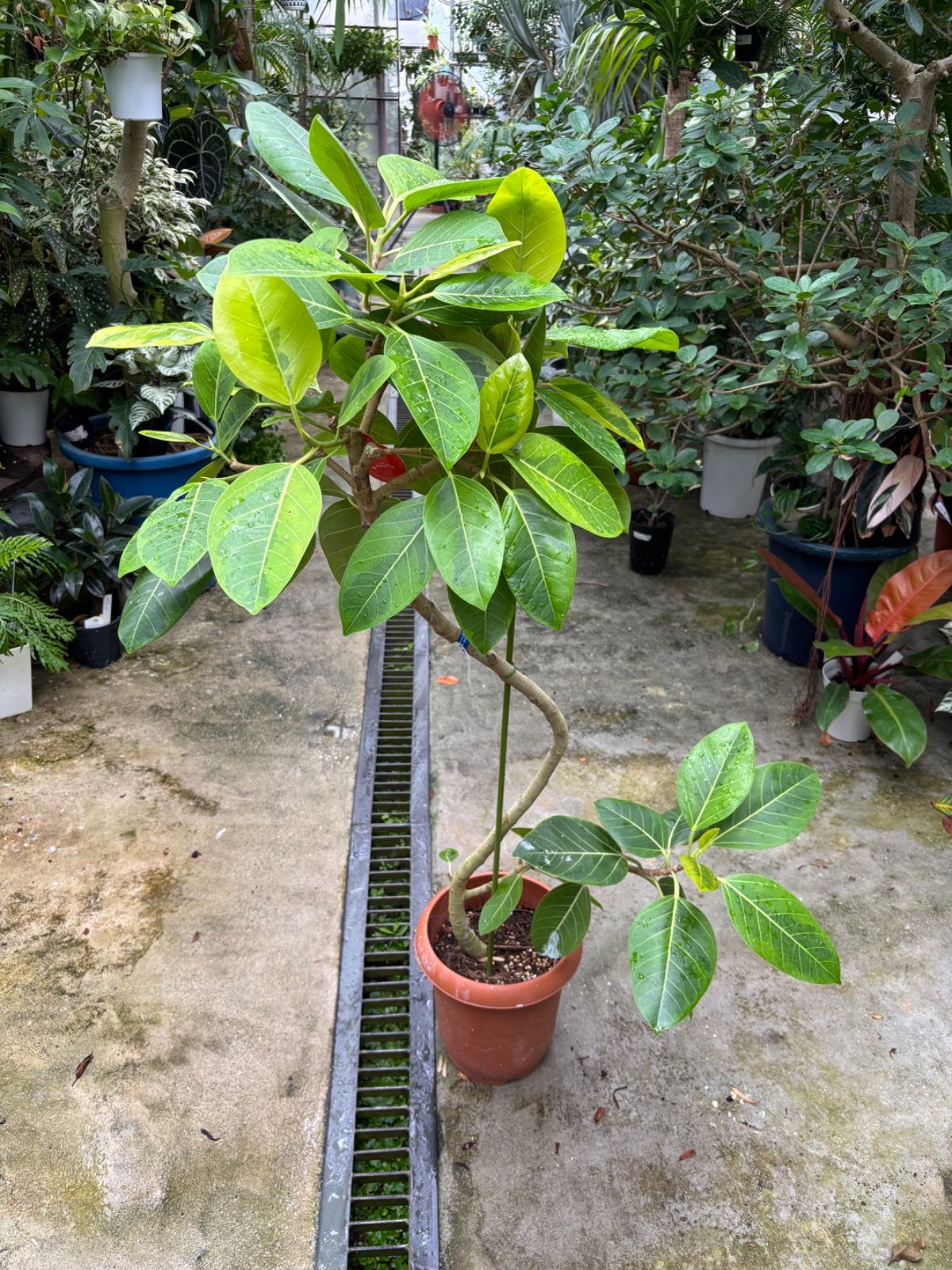 幹太！観葉植物 フィカス アルテシーマ アルテシマ 斑入り 朴仕立て 8