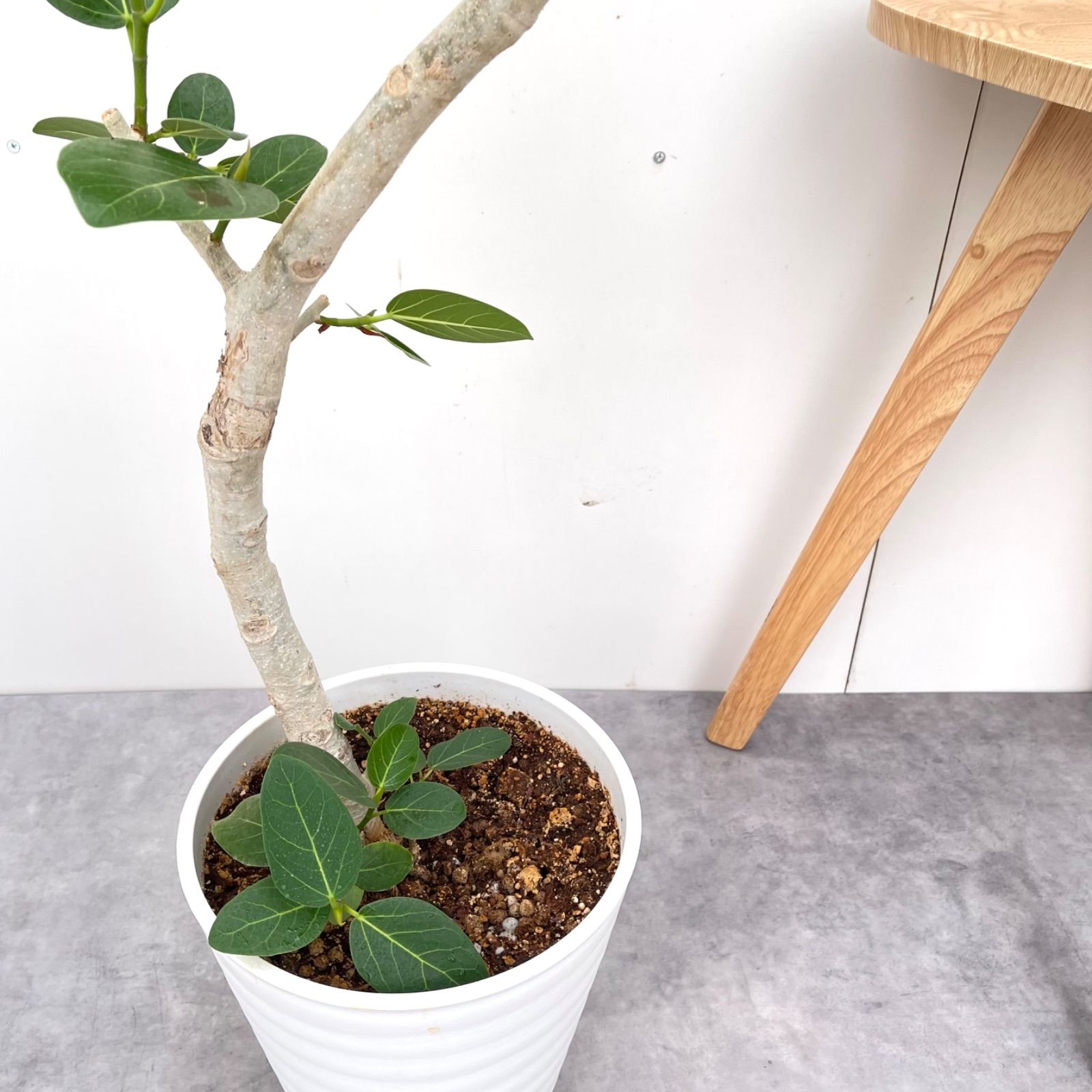 フィカス ベンガレンシス