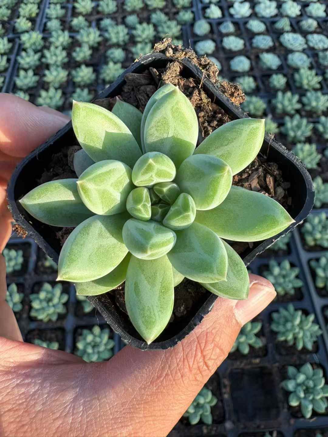 50株の抜き苗セット グリーンフラワー 多肉植物 佐川急便発送 エケベリア 韓国苗 XJB638 WWW_NOITHATQUANGTHANH_NET