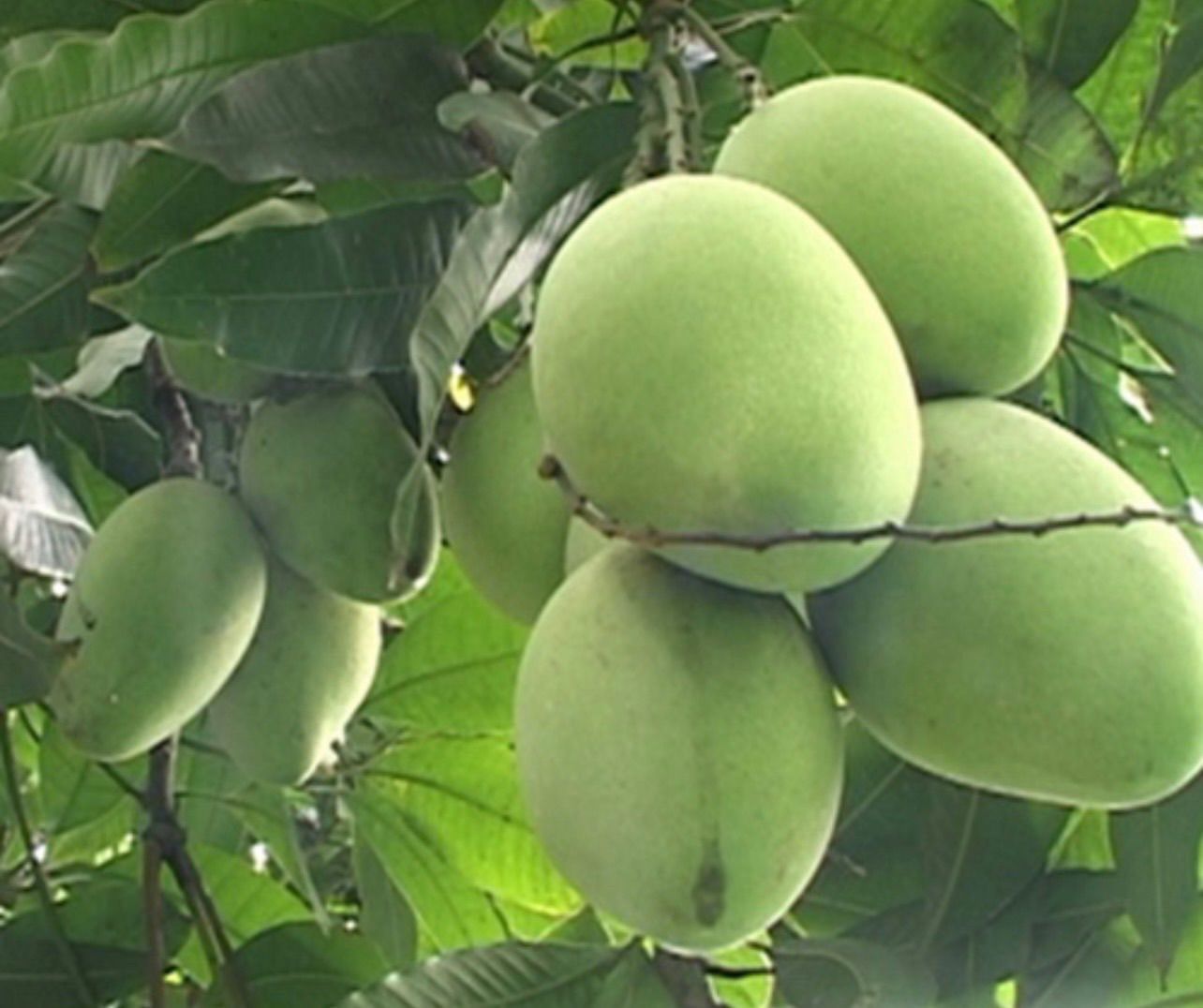 🥭ベトナム産グリーンマンゴー 約2kg 5～8個 冷蔵発送 - メルカリ