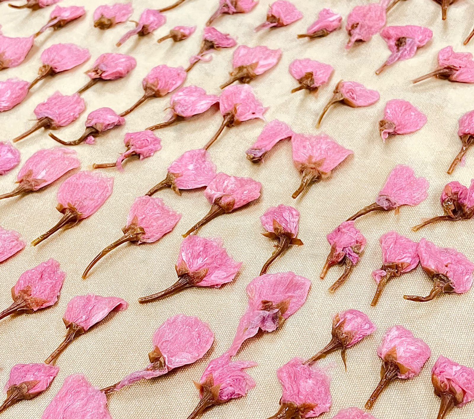 桜花爛漫 ふんわり桜の香り 5個入り 手作り和菓子