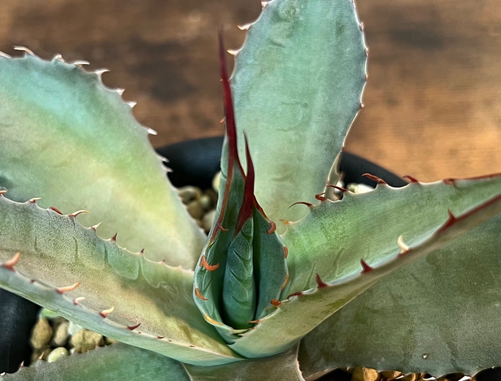 Agave/アガベ 'ShawParr' (Shawii x parrasana) シャウィー×パラサナ