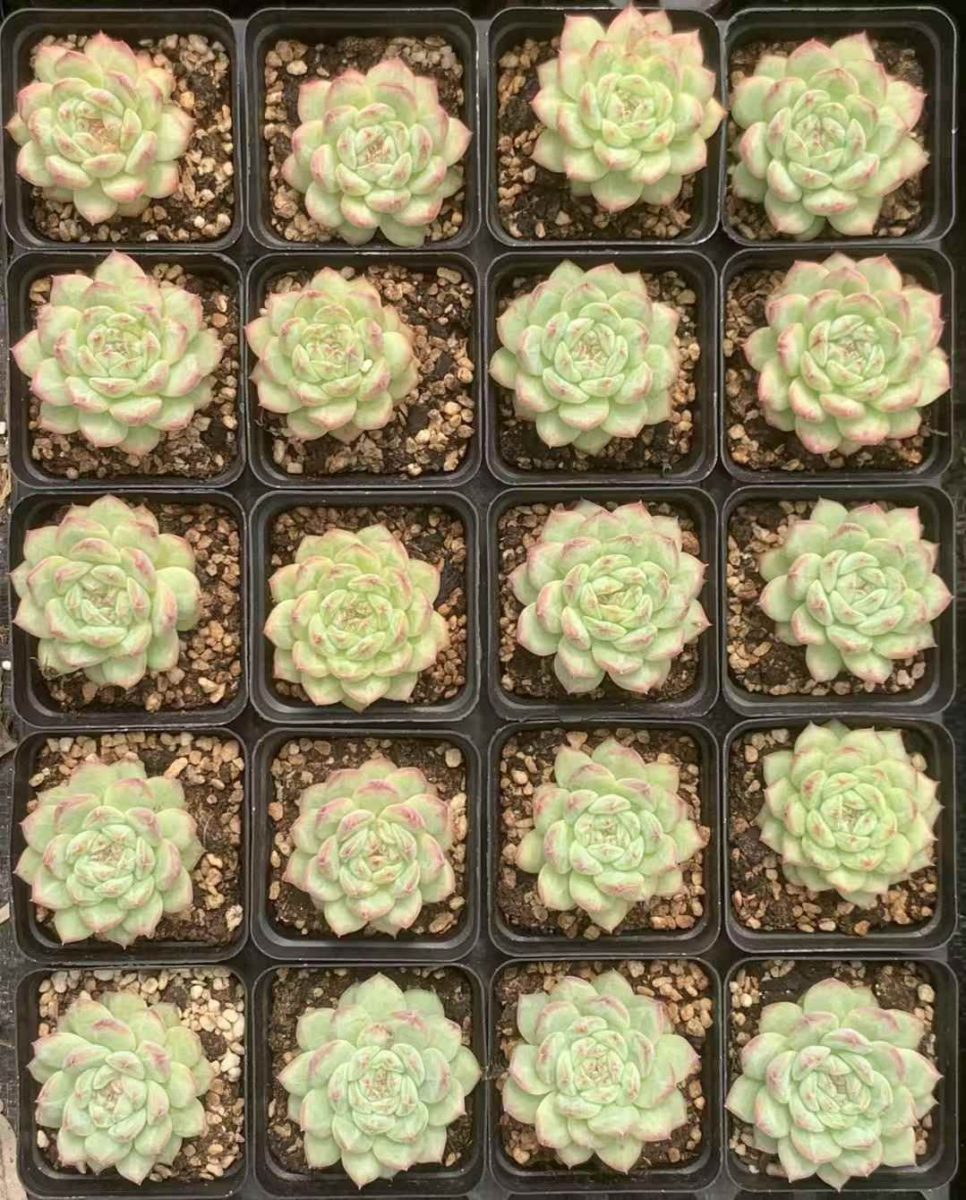 超激安セール 開催中です！ LX81×54 カンヒ 抜き苗 多肉植物 アエオニウム エケベリア 韓国苗