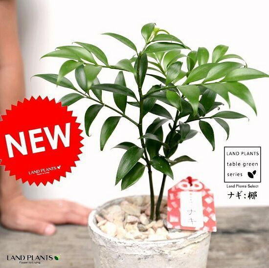 超大判 薔薇 モーヴグレー 241×144 シャビー トルコ ヴィンテージラグ